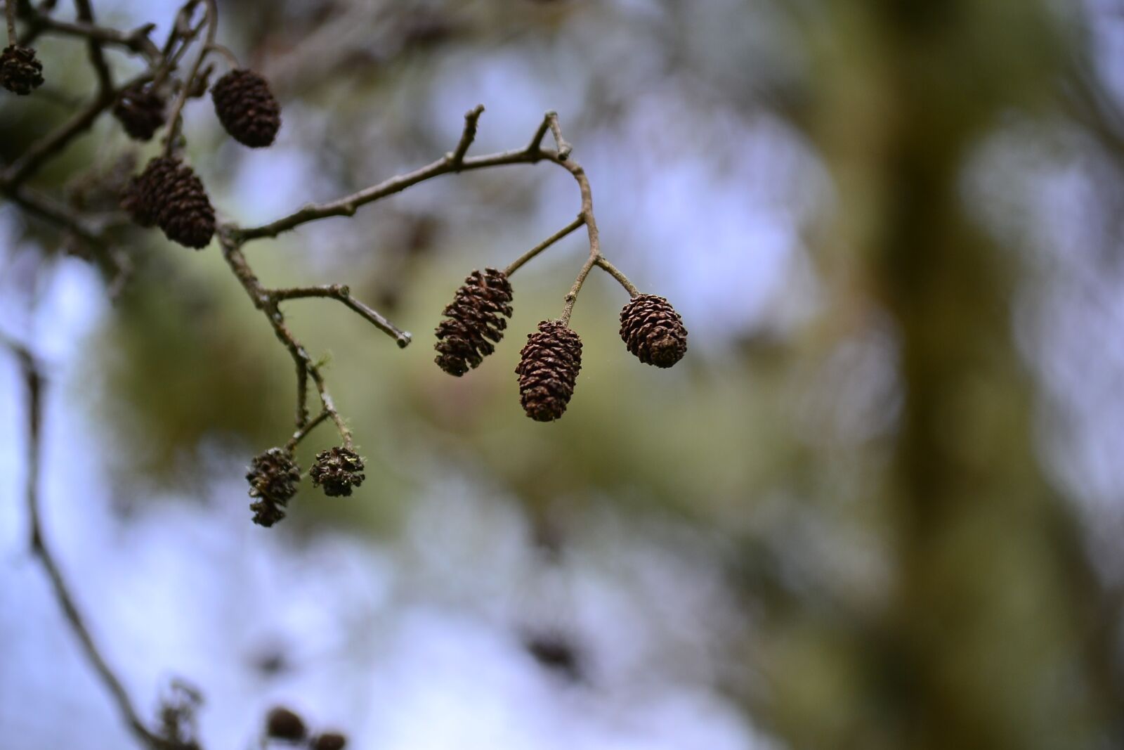 Nikon D3100 sample photo. Pineapple, autumn, tree photography