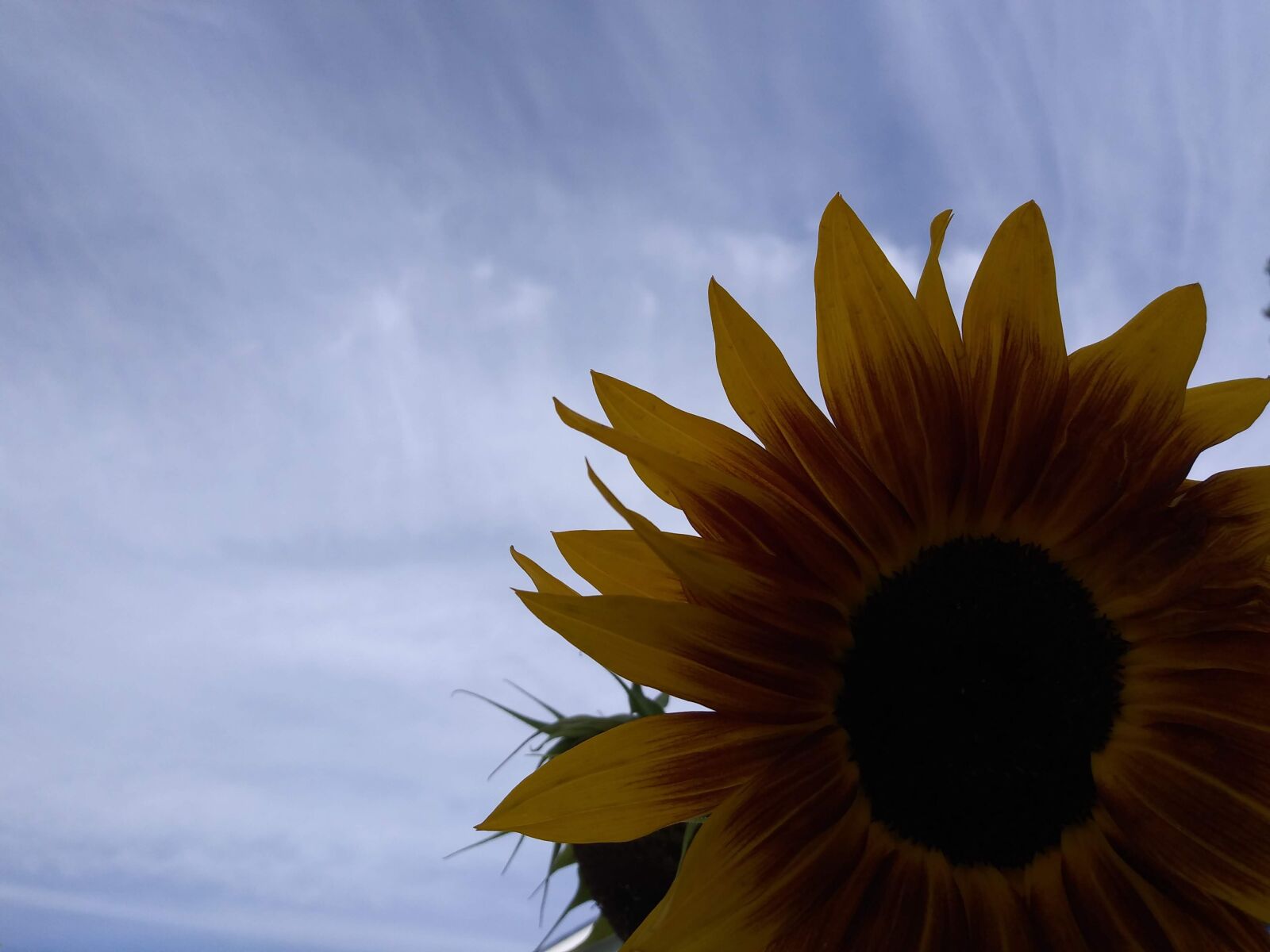 LG K8(2018) sample photo. Sky, sunflower, summer photography