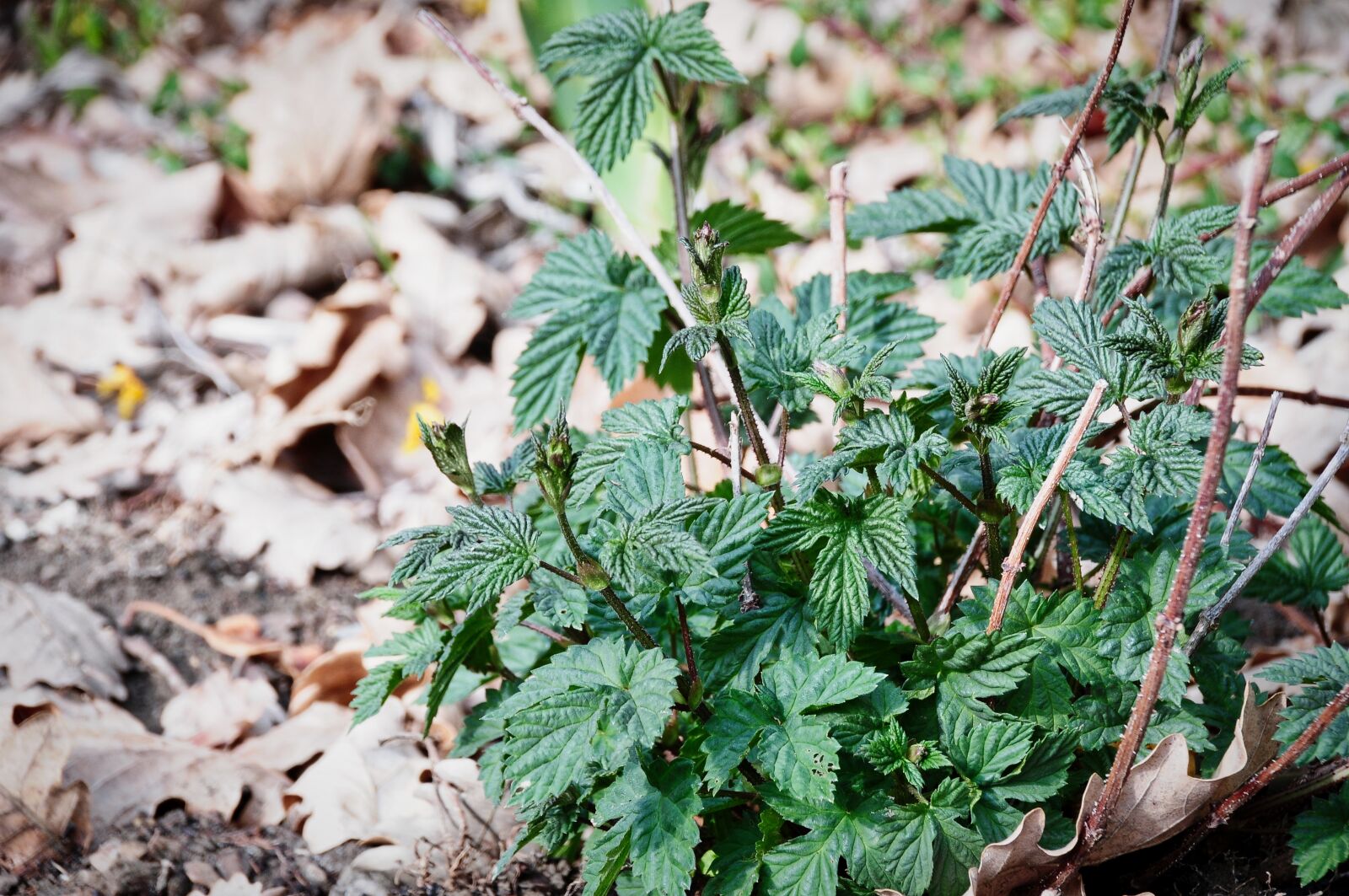 Nikon D300S sample photo. Hops, culture, beer photography
