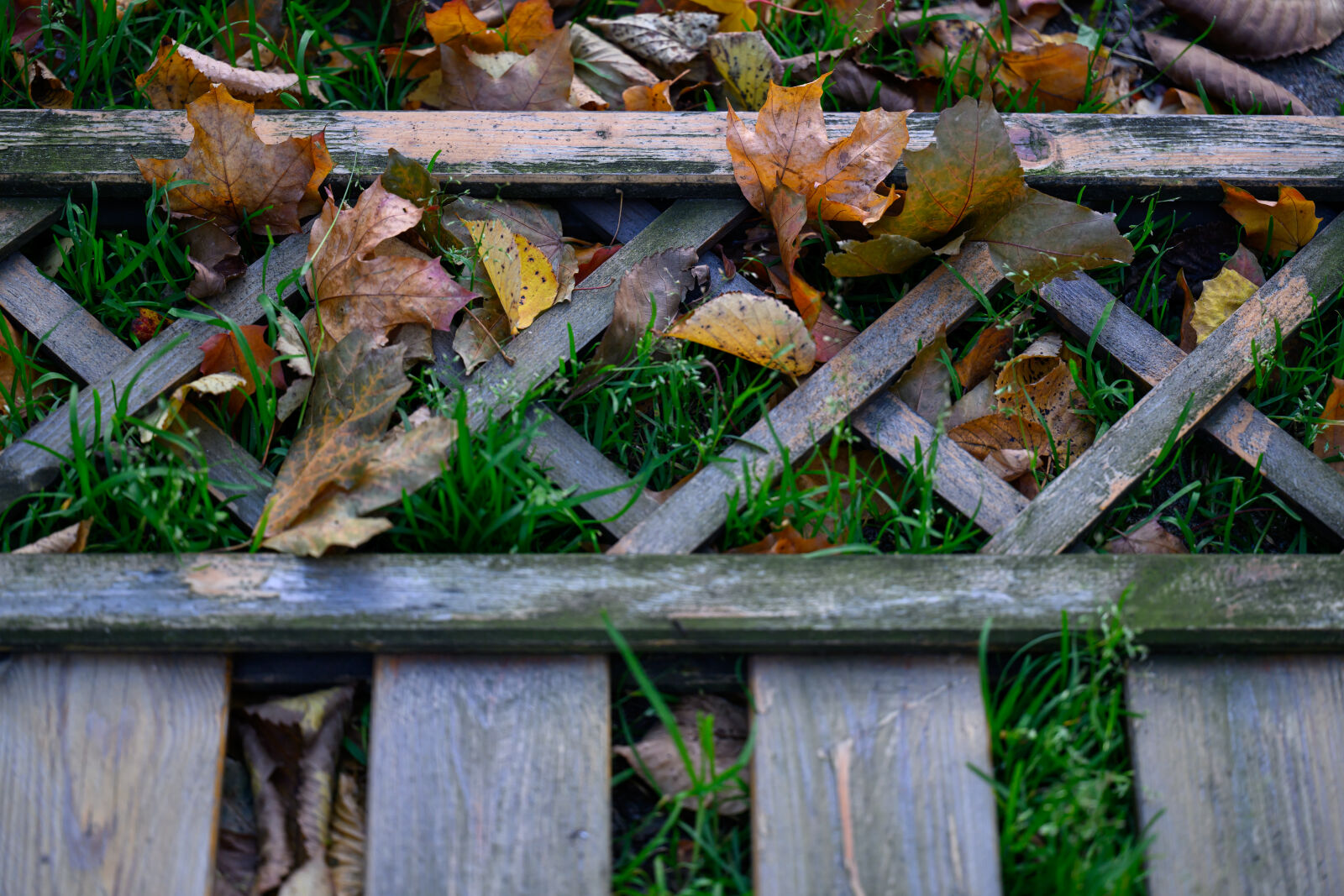 Tamron 90mm F2.8 Di III Macro VXD sample photo. Autumn fence photography