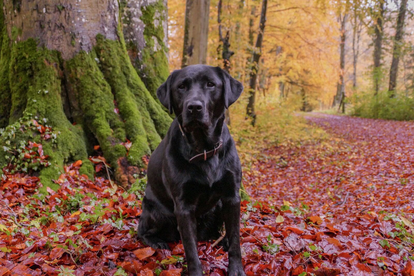 Panasonic Lumix DMC-FZ1000 sample photo. Dog, nature, autumn photography