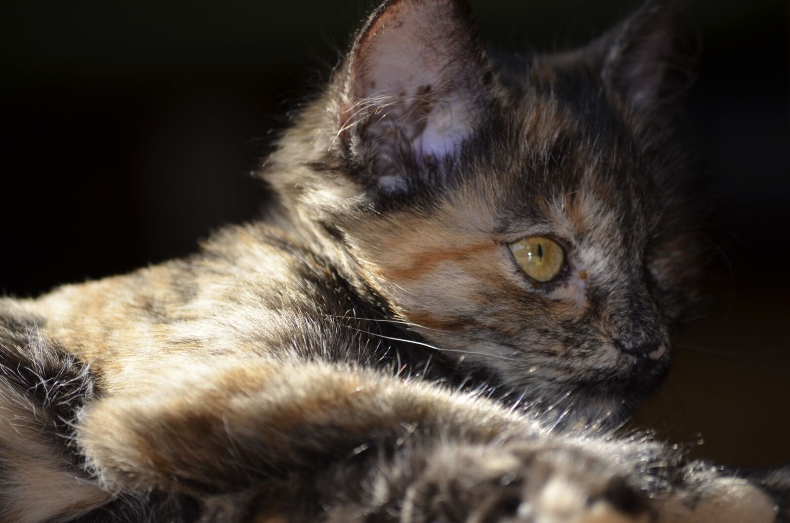 Nikon D5100 sample photo. Cat, animals, small cat photography