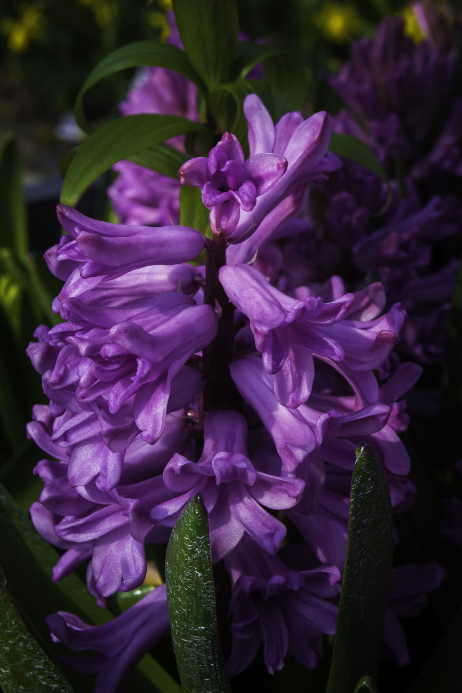 Nikon D5200 sample photo. Flower, nature, flora photography