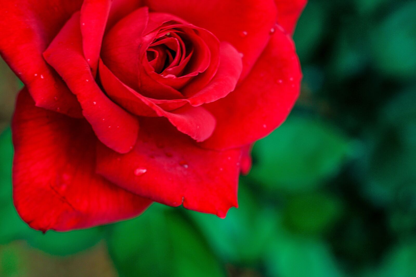 Canon EOS 1300D (EOS Rebel T6 / EOS Kiss X80) sample photo. Rose, flower, red photography