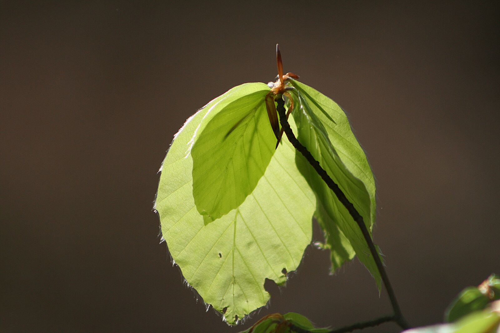 Canon EOS 400D (EOS Digital Rebel XTi / EOS Kiss Digital X) sample photo. Leaf, nature, plant photography