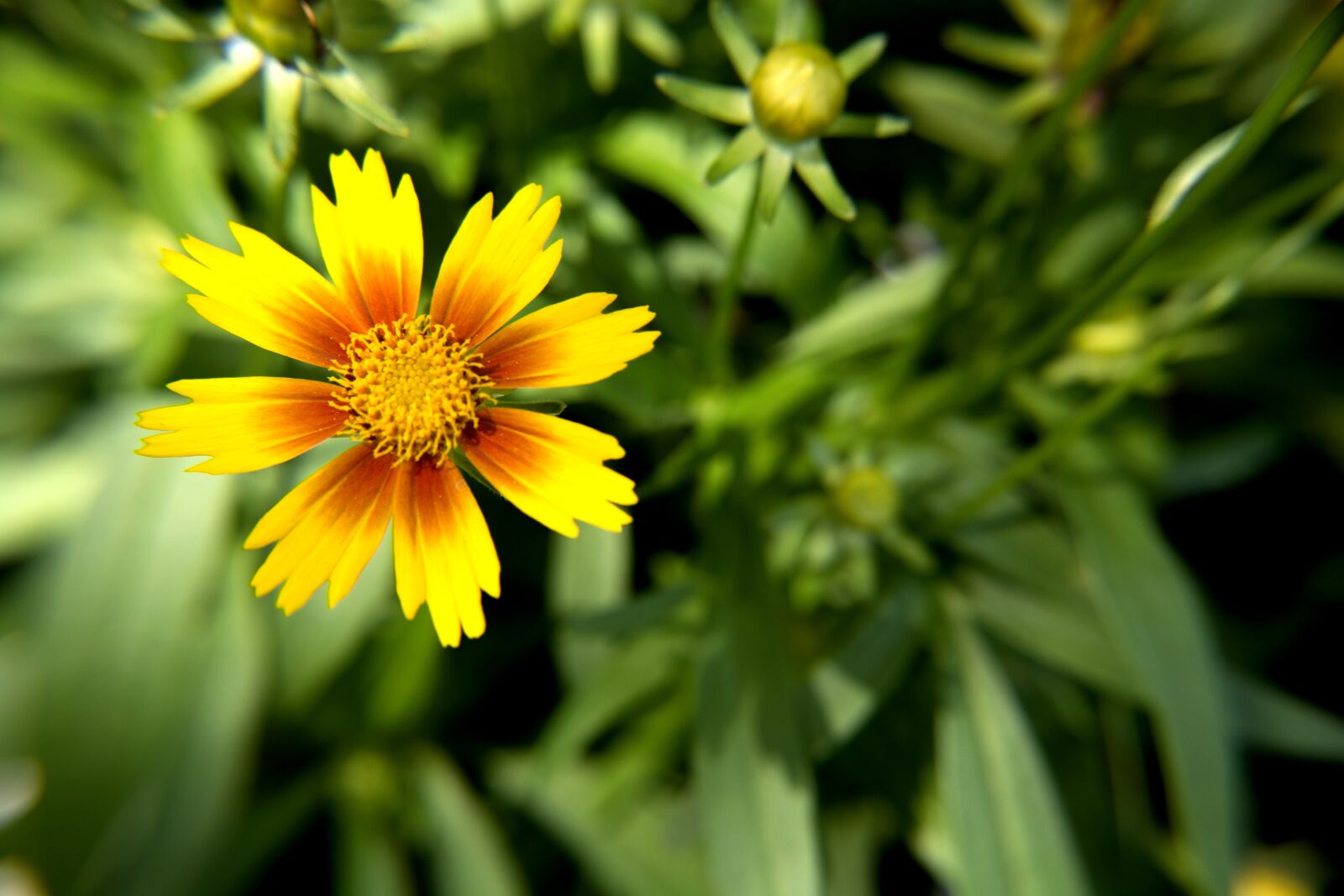 Nikon D5200 sample photo. Yellow and orange flower photography