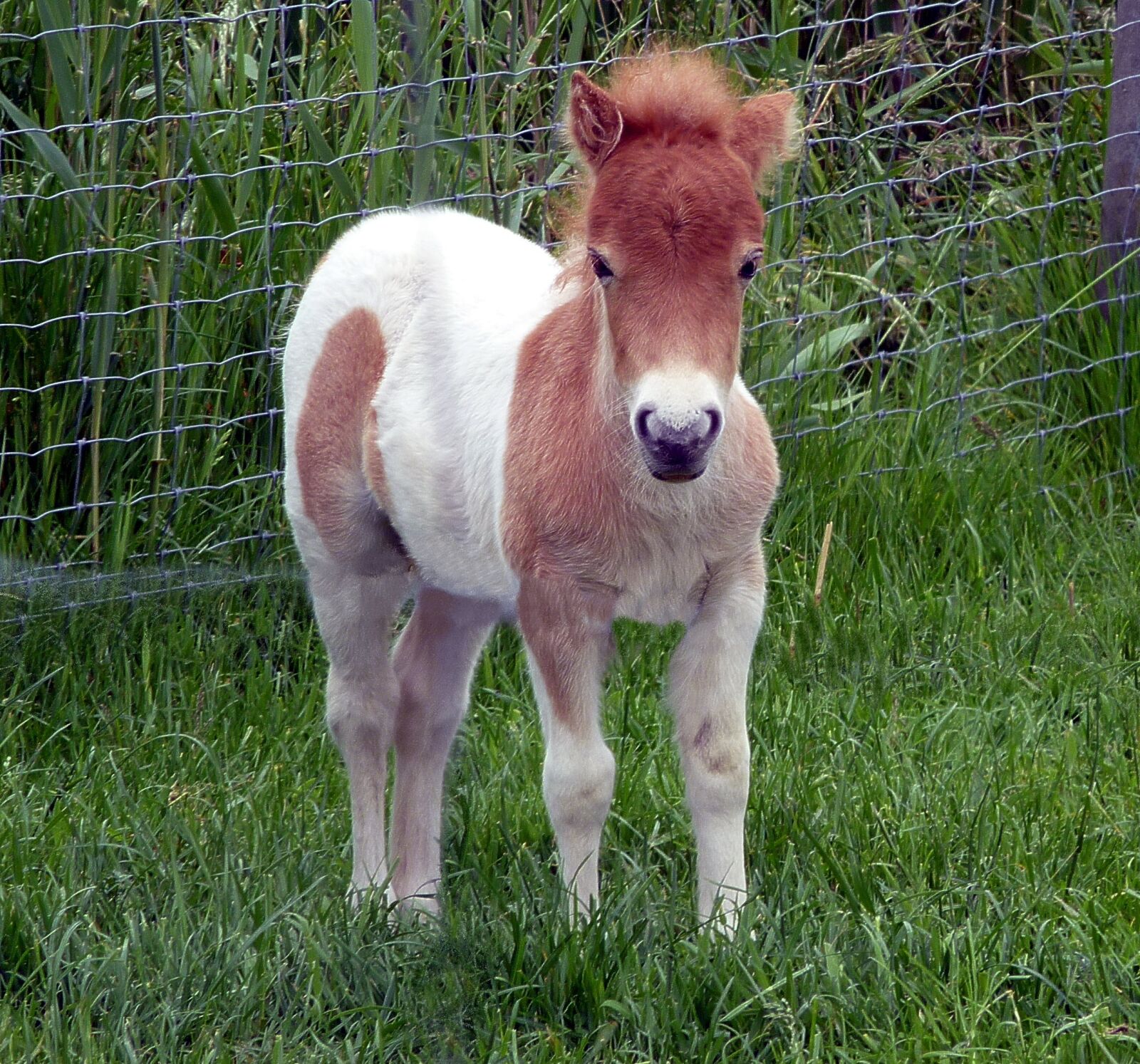 Panasonic DMC-TZ7 sample photo. Shetland pony, foal, mini photography