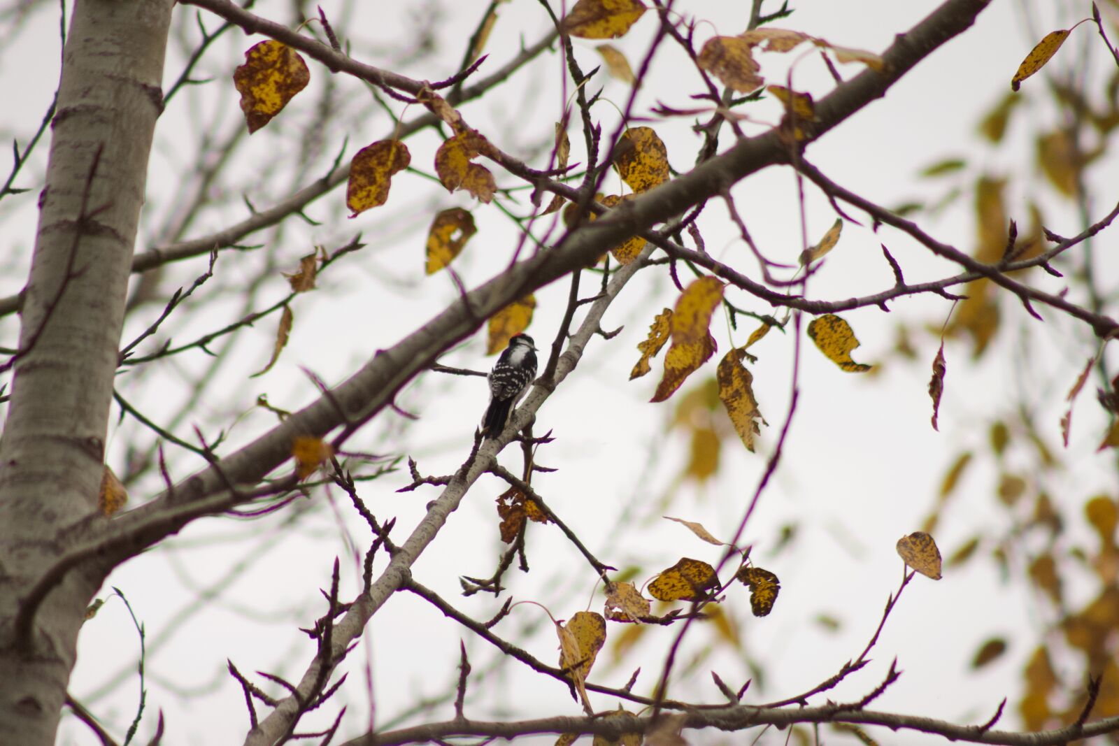 Canon EOS 500D (EOS Rebel T1i / EOS Kiss X3) sample photo. Tree, bird, woodpecker photography