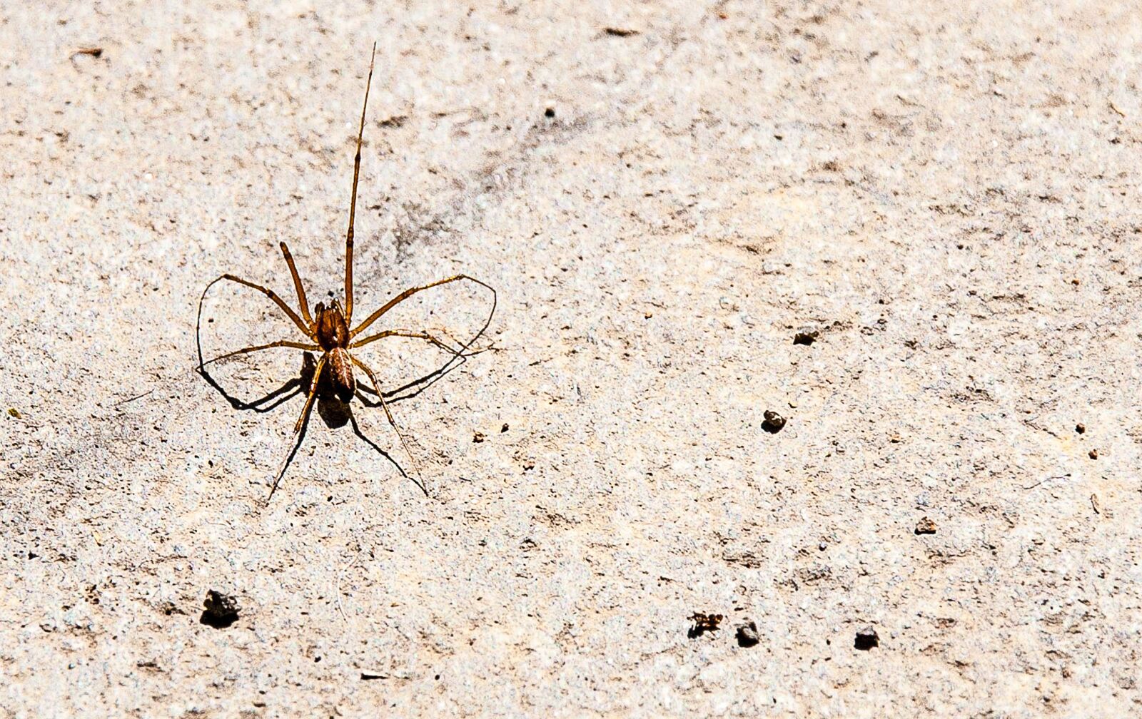 Nikon D5000 sample photo. Spider, nature, arachnid photography