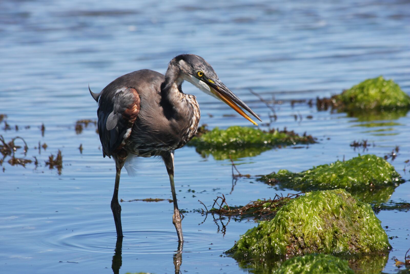 Canon EOS 40D sample photo. Heron, watching, waiting photography