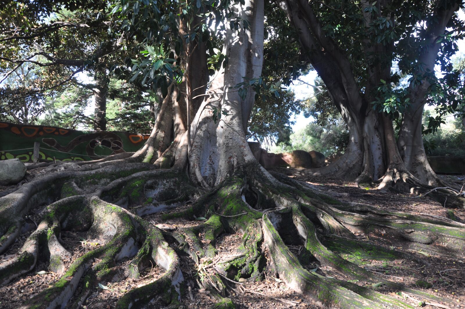 Nikon D90 sample photo. Tree, old plant, nature photography