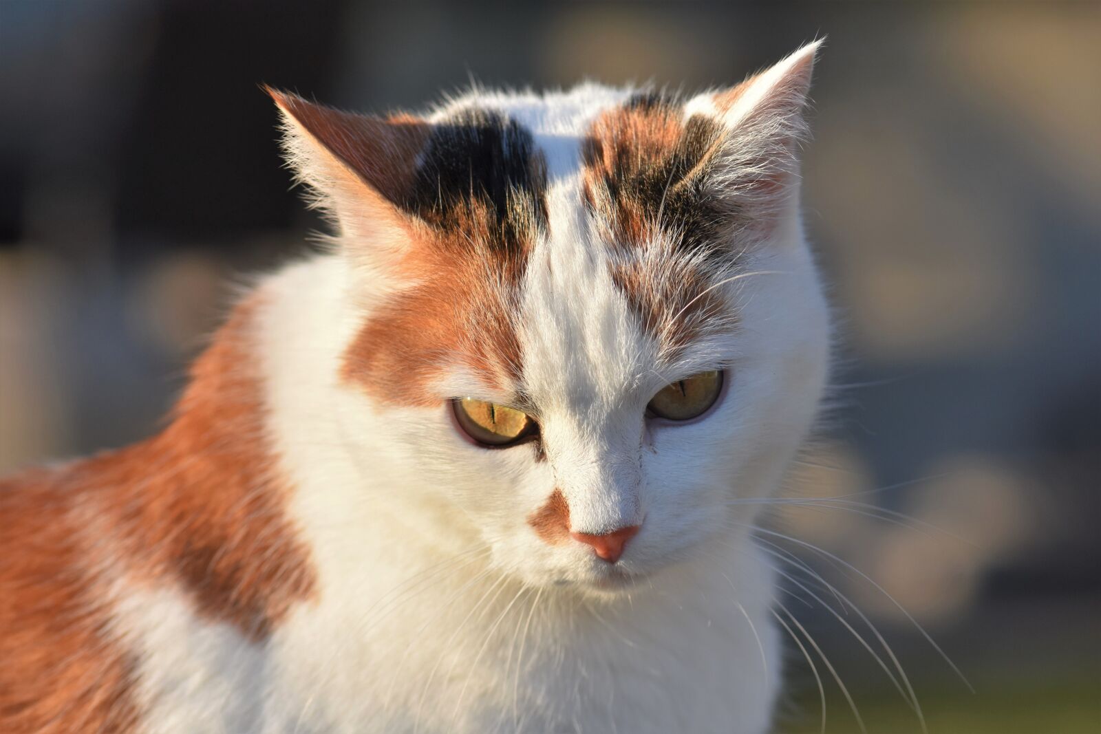 Nikon D5500 sample photo. Cat, domestic cat, pet photography