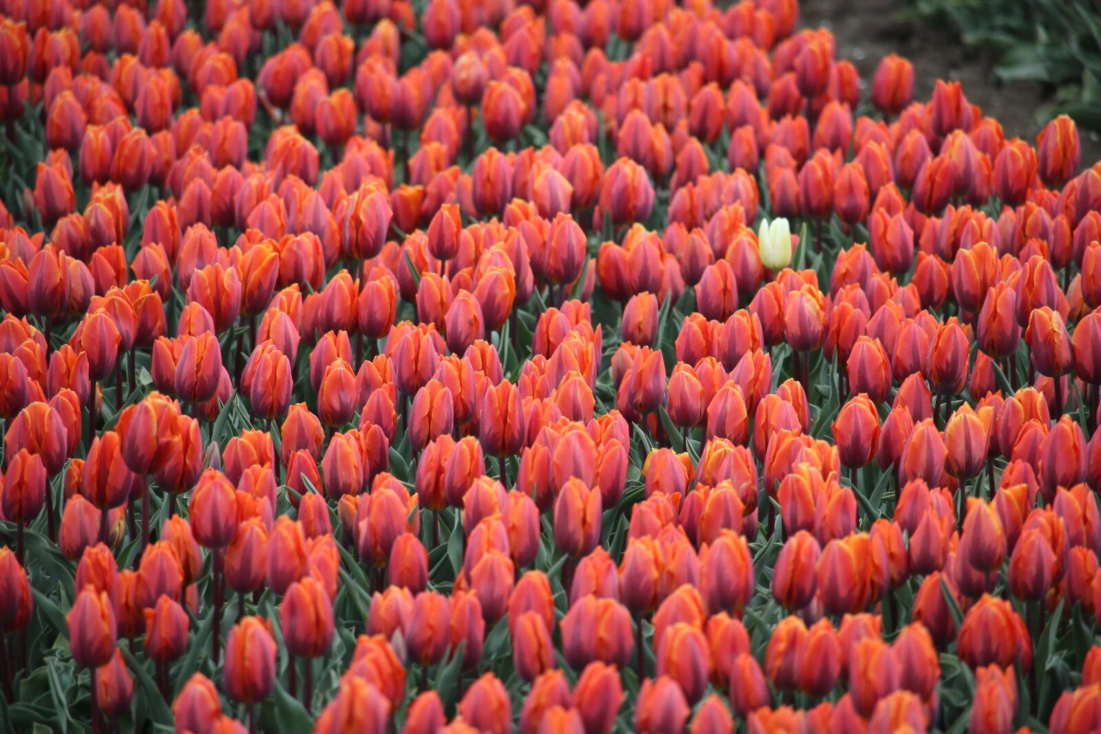 Canon EOS 1200D (EOS Rebel T5 / EOS Kiss X70 / EOS Hi) sample photo. Tullips, red, white photography