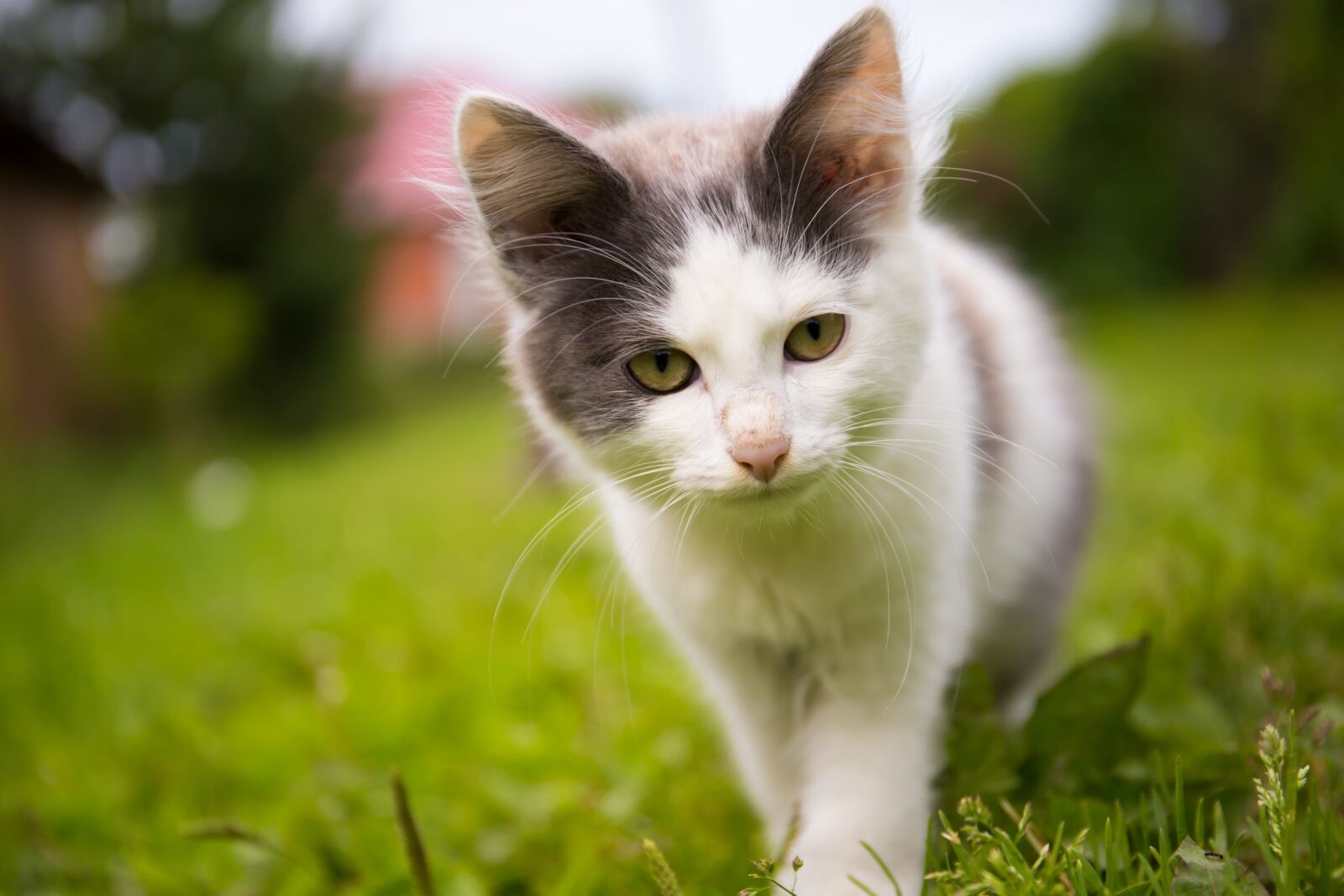 Canon EF 24-70mm F4L IS USM sample photo. Cat, summer, village photography