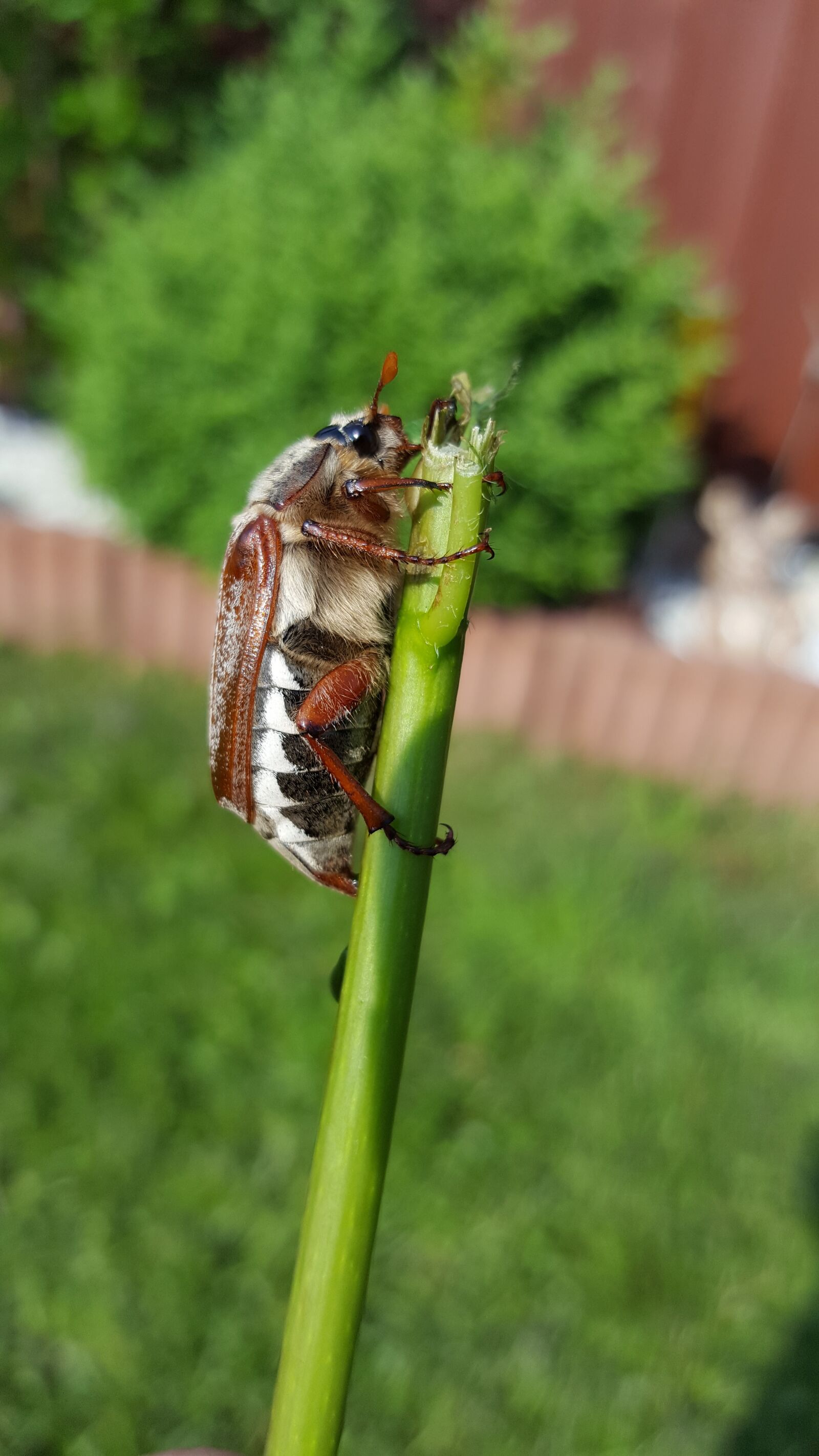 Samsung GALAXY S6 edge sample photo. Maikäfer, beetle, crawl photography