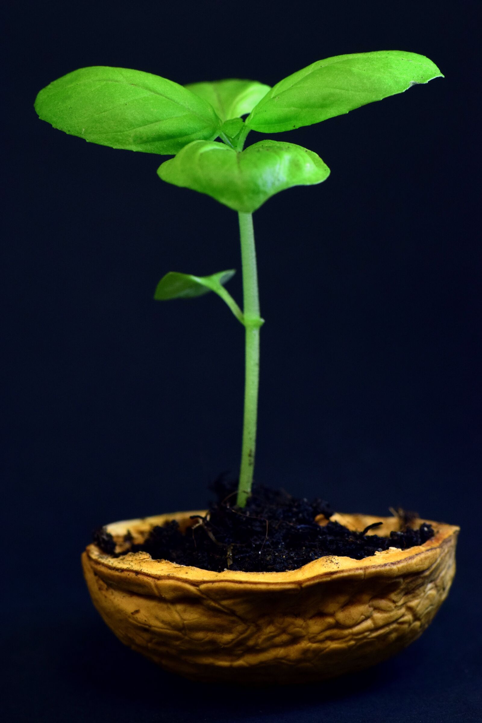 Nikon D3300 sample photo. Plant, small, leaf photography