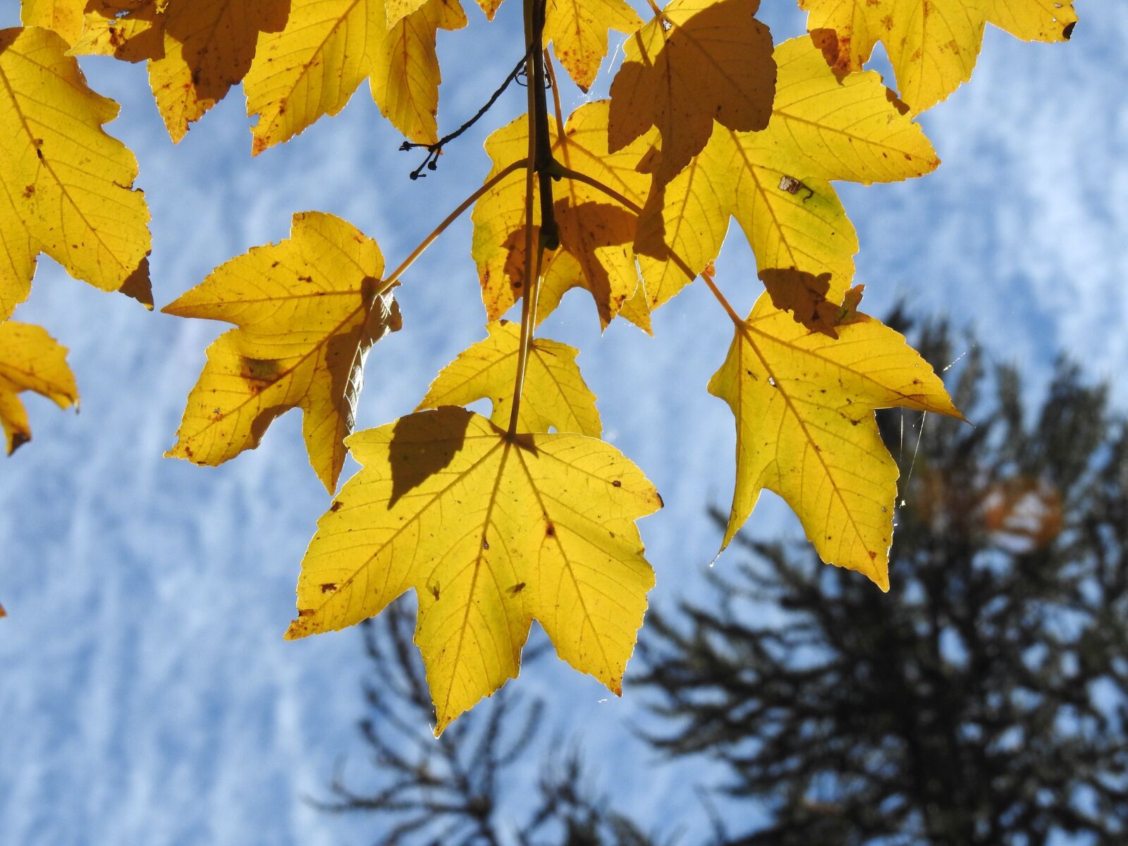 Nikon Coolpix P900 sample photo. Leaves, autumn, the yellow photography