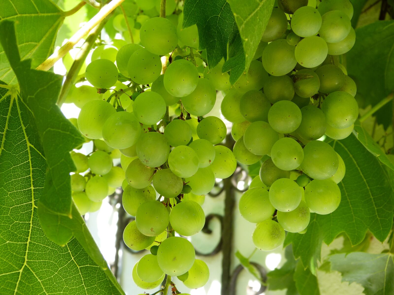 Panasonic Lumix DMC-FZ150 sample photo. Grapes, wine, vines photography