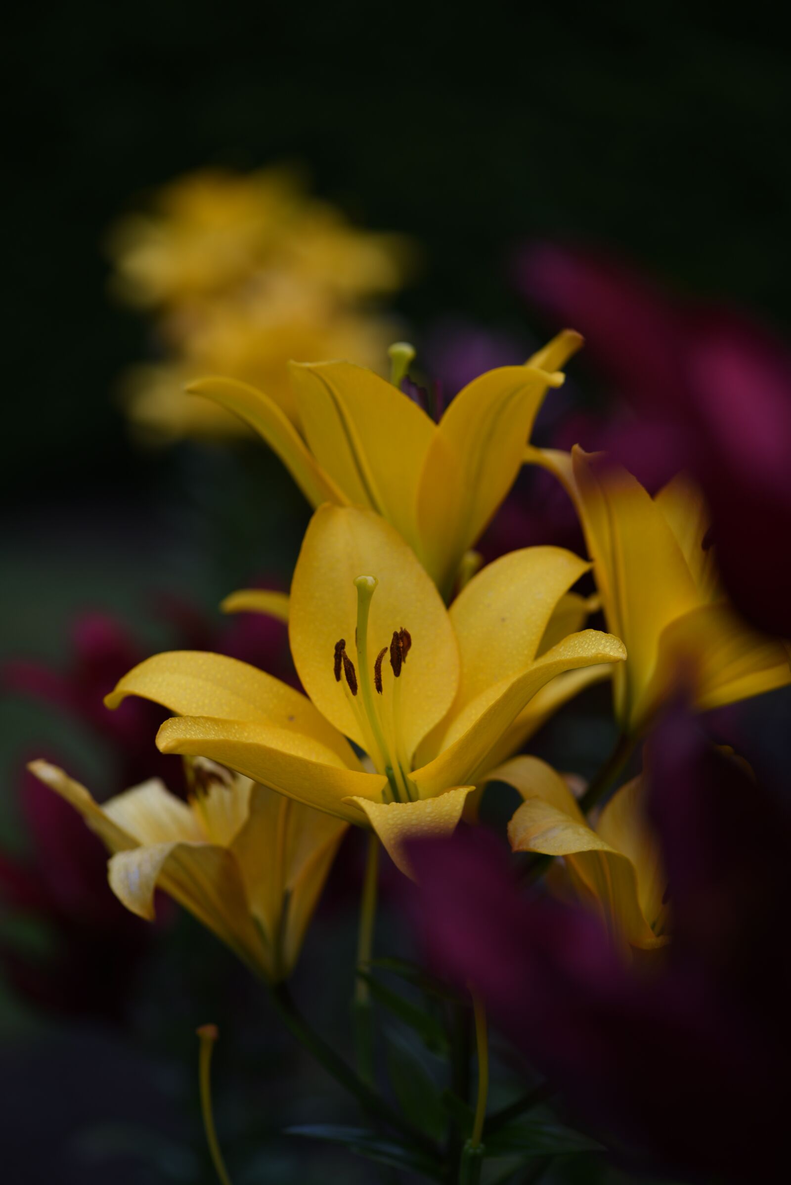 Nikon D750 sample photo. Yellow, lily, bloom photography
