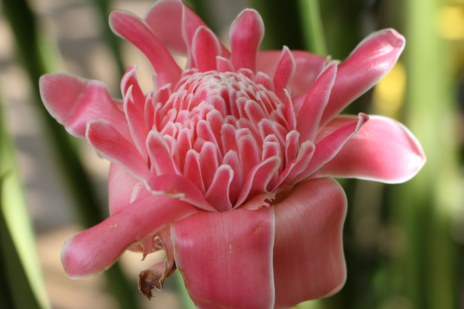 Canon EOS 70D sample photo. Flower, pink, pink flowers photography