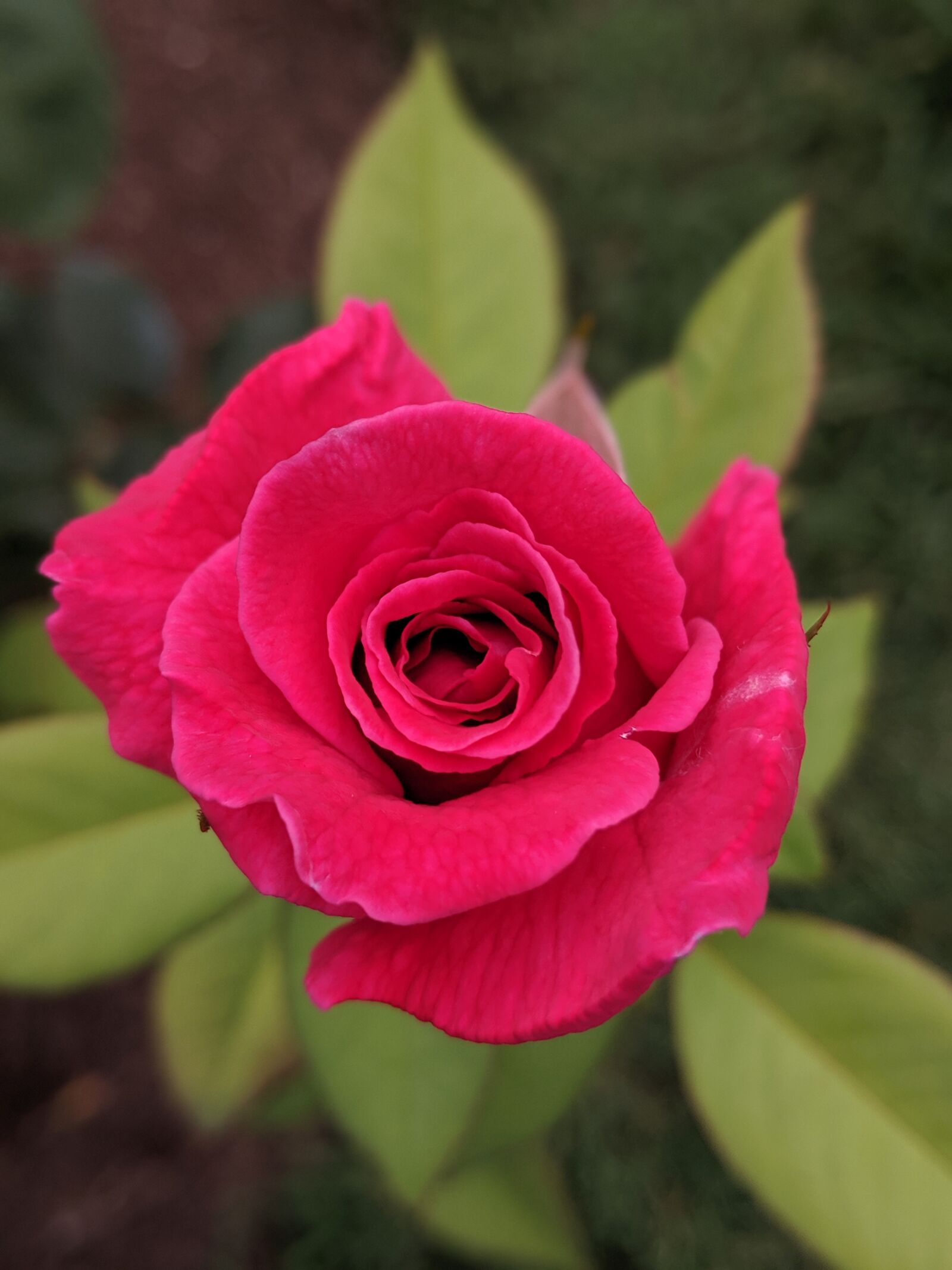 Google Pixel 2 sample photo. Red rose, flora, nature photography