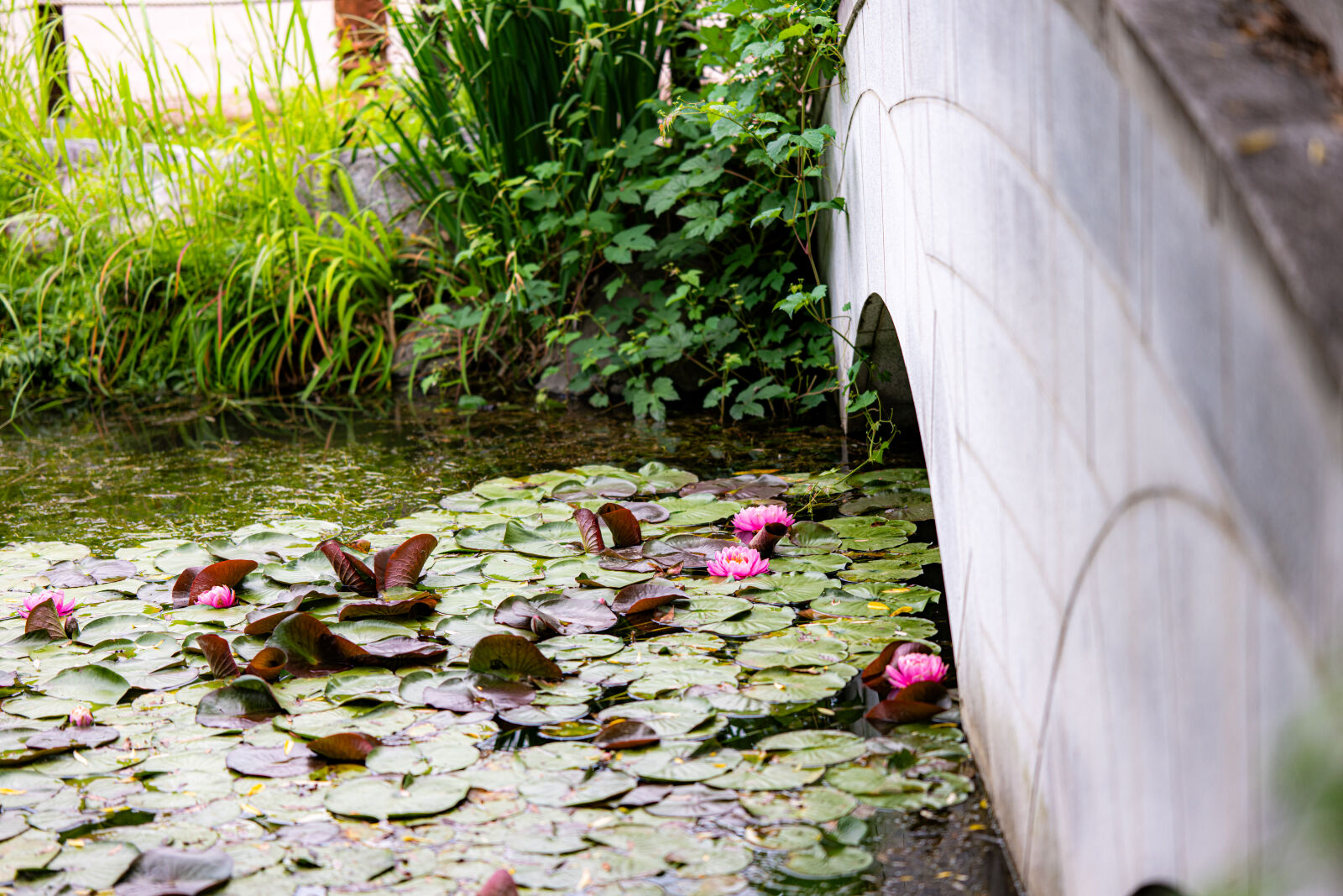 Nikon Z8 sample photo