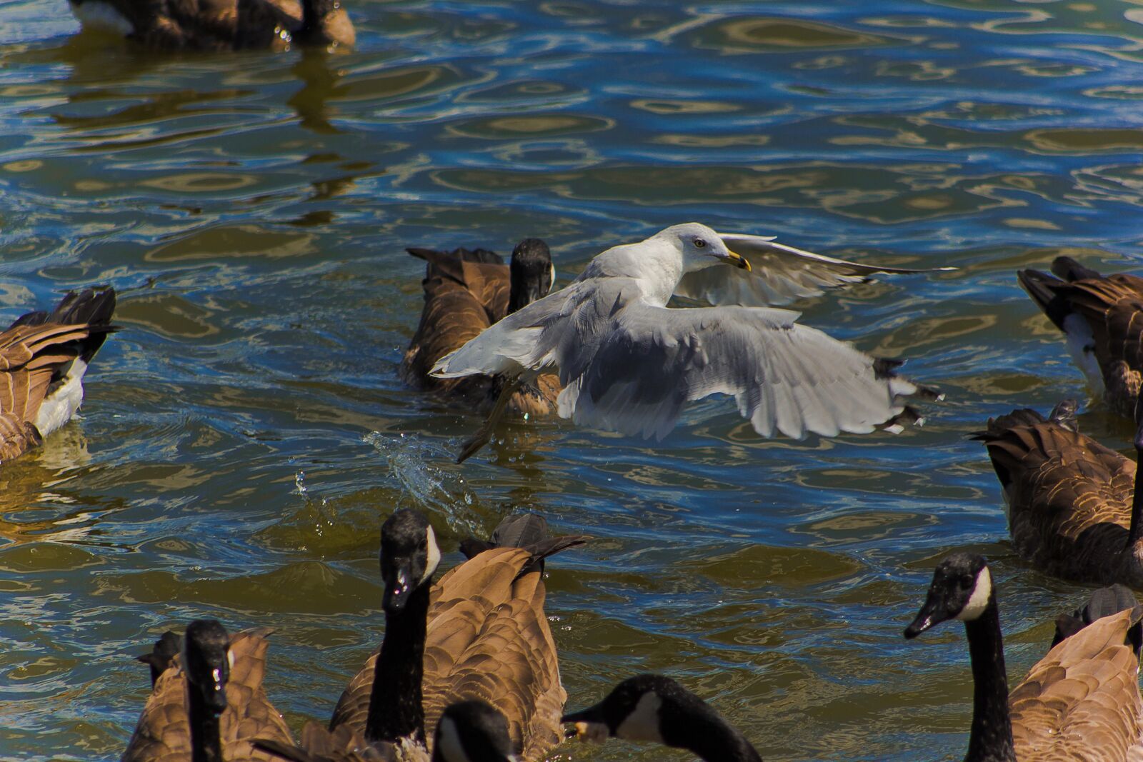Canon EF 75-300mm f/4-5.6 sample photo. Seagull, canadian geese, gull photography
