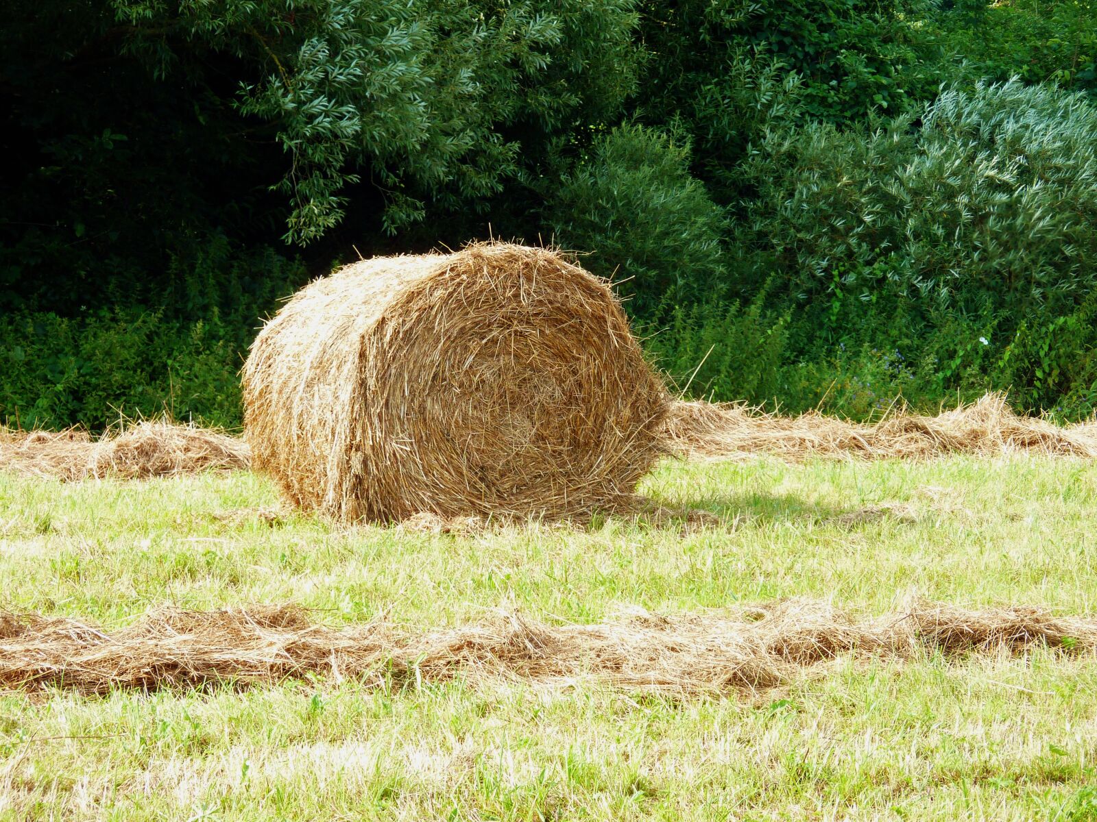 Panasonic DMC-TZ7 sample photo. Harvested, arable, agriculture photography