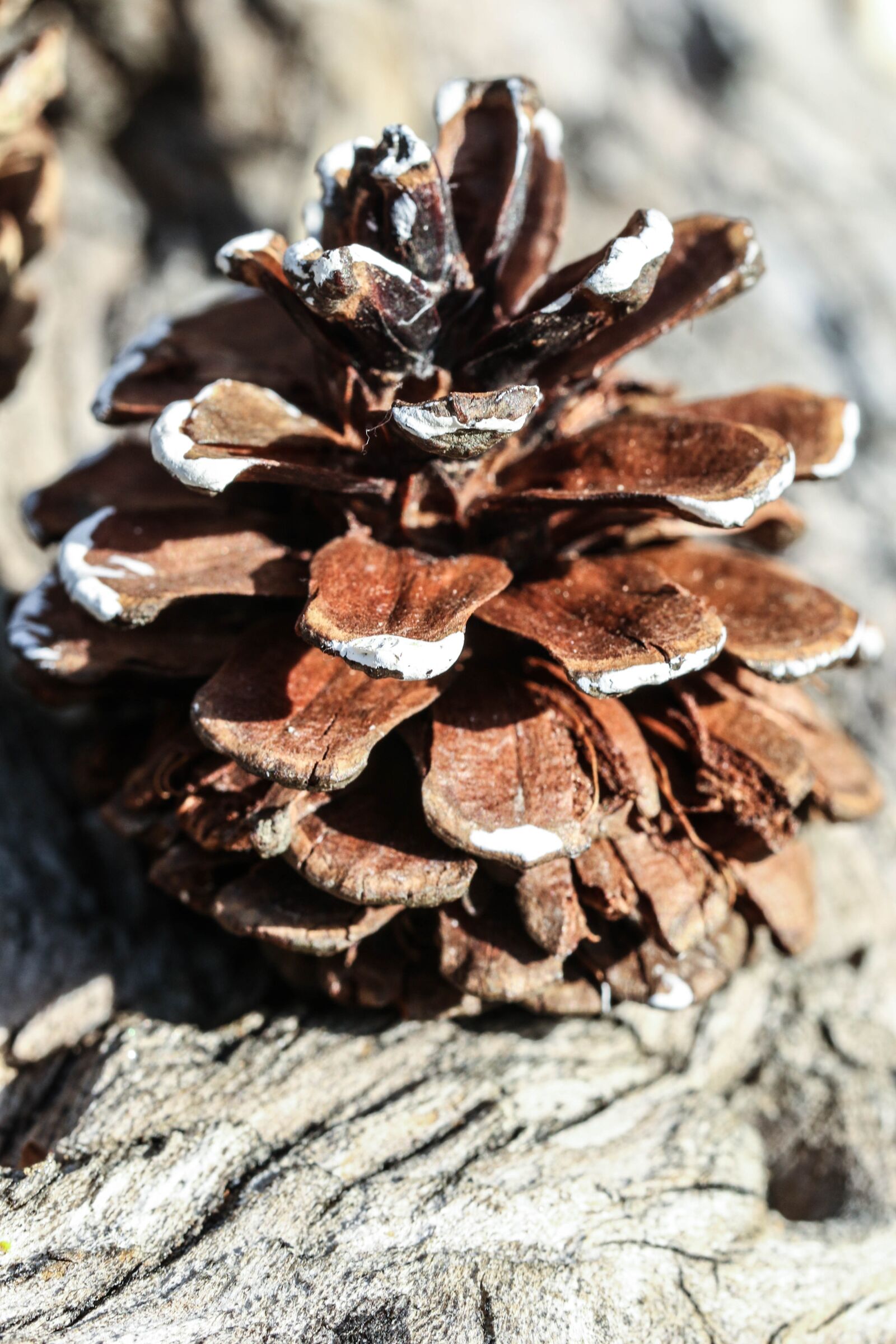 Canon EOS 7D Mark II sample photo. Pinecone, nature, macro photography