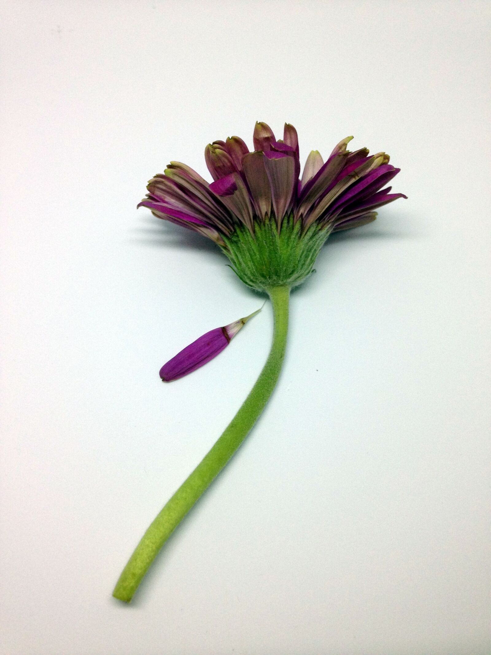 iPhone 5 back camera 4.12mm f/2.4 sample photo. Flower, flora, nature photography