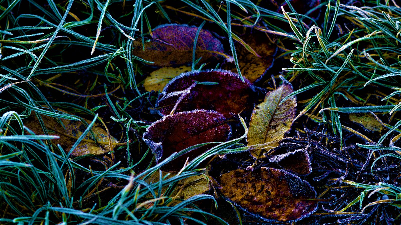 Sony a6000 sample photo. Autumn, background, weather photography