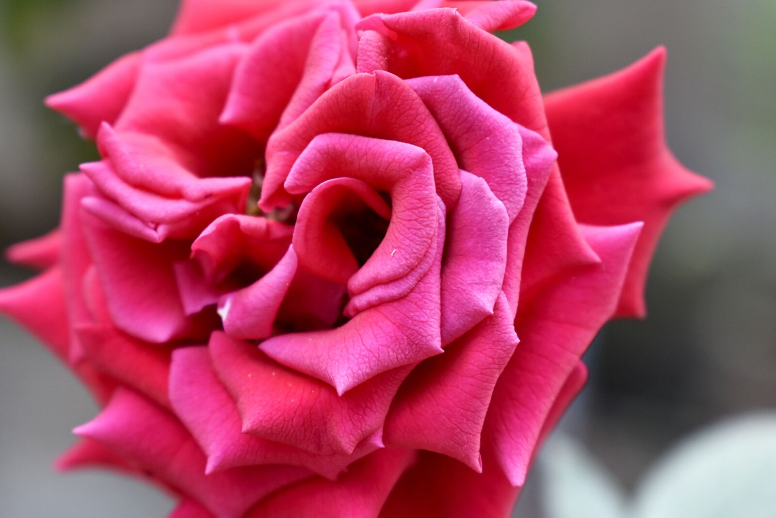 Nikon D3400 sample photo. Rosa, flower, nature photography