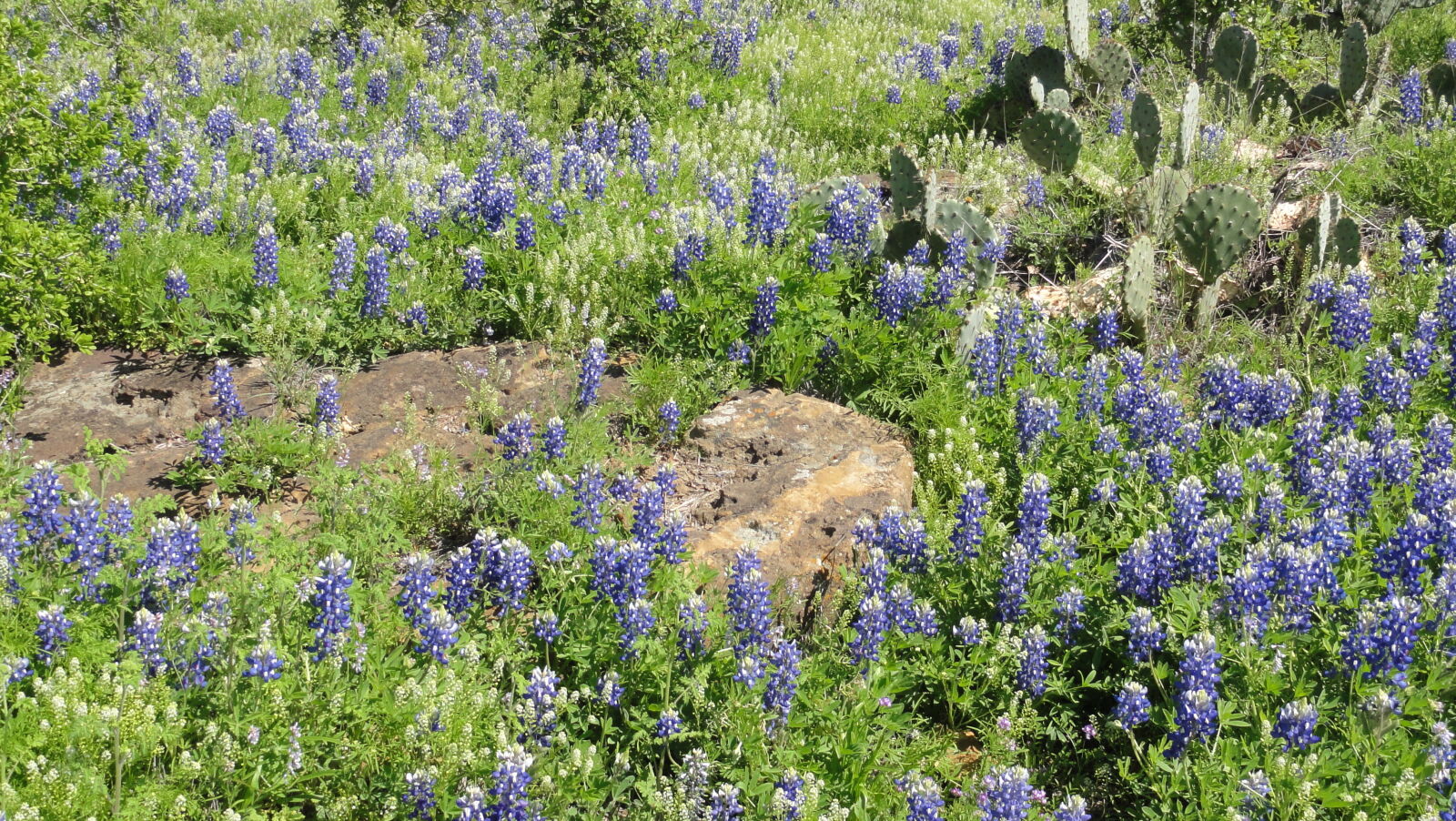 Sony DSC-HX5V sample photo. Bluebonnets, flowers, spring, texas photography