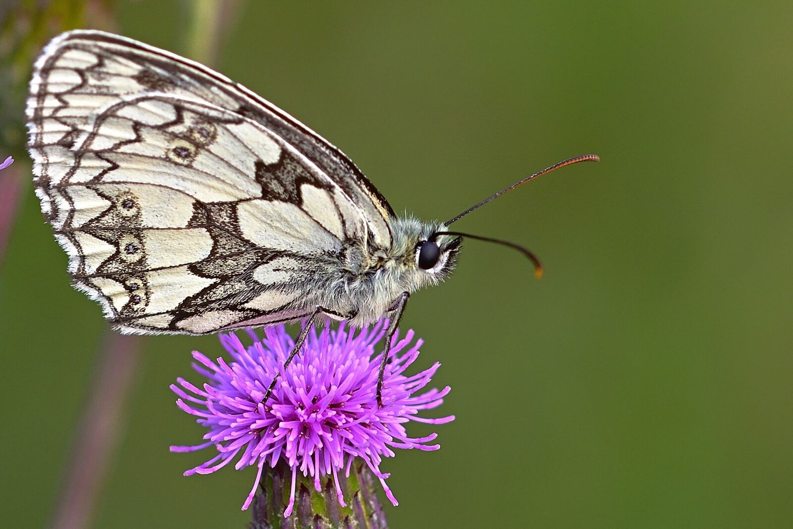 Nikon D5200 sample photo. Nature, butterfly, checkered butterfly photography
