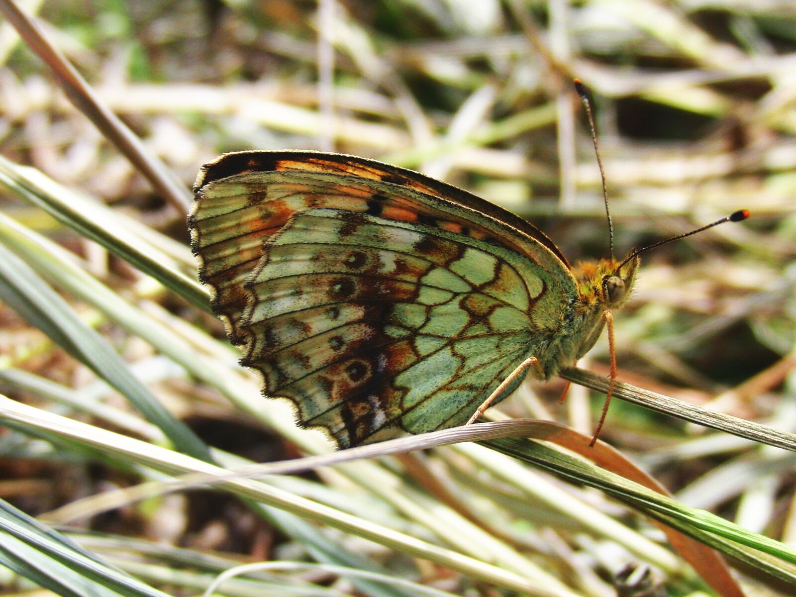 CASIO EX-FC100 sample photo. Butterfly, brown butterfly, grass photography