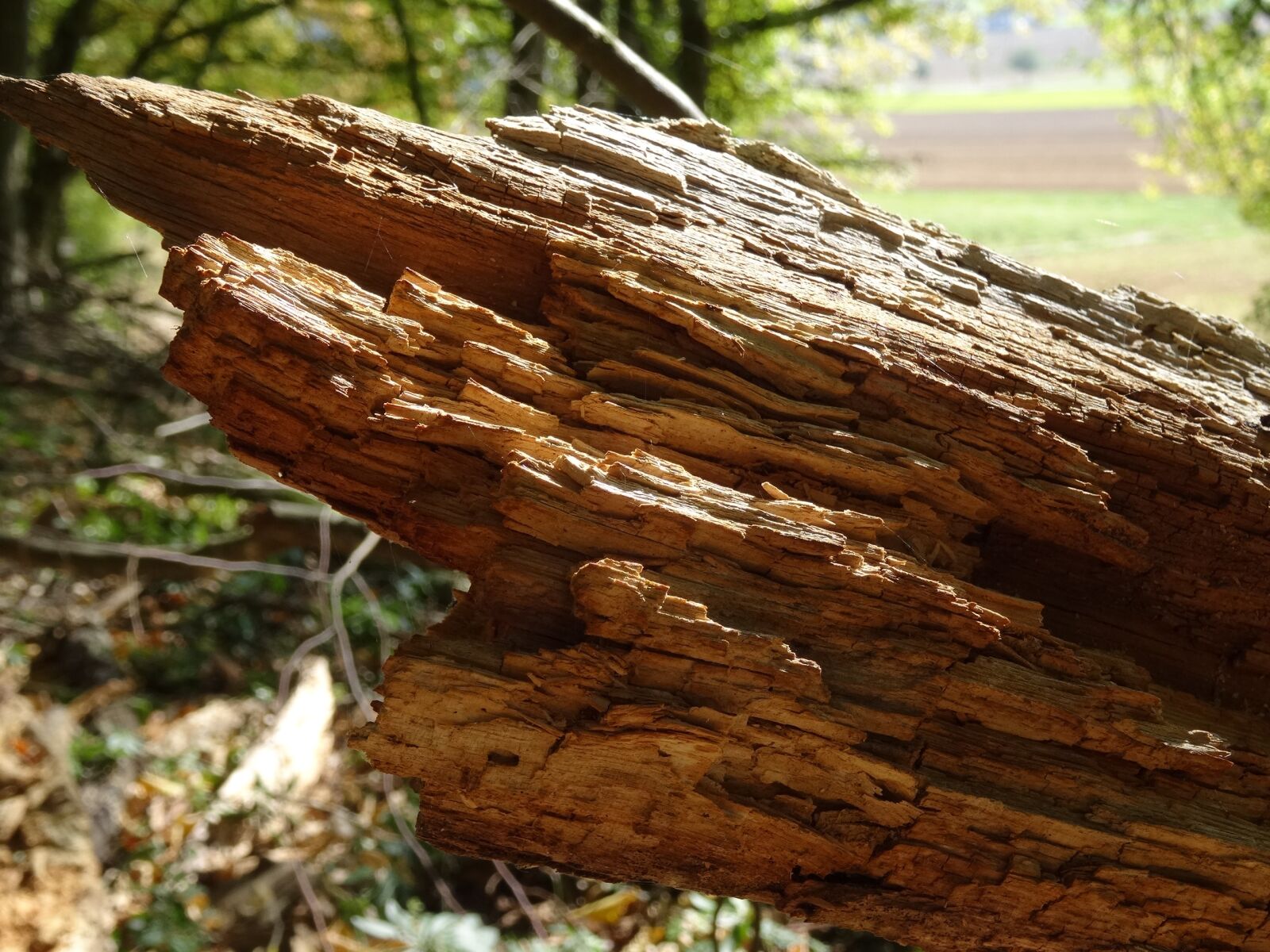 Sony DSC-HX50 sample photo. Forest, tree, wood photography
