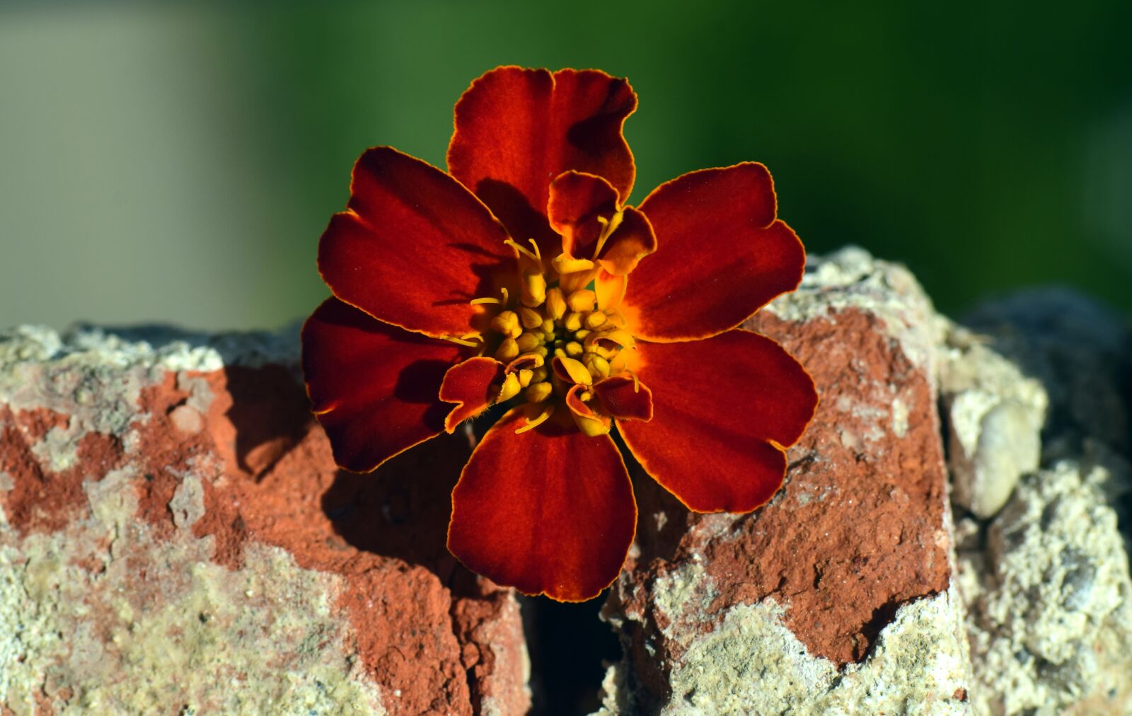 Nikon D3300 sample photo. Marigold, blossom, bloom photography
