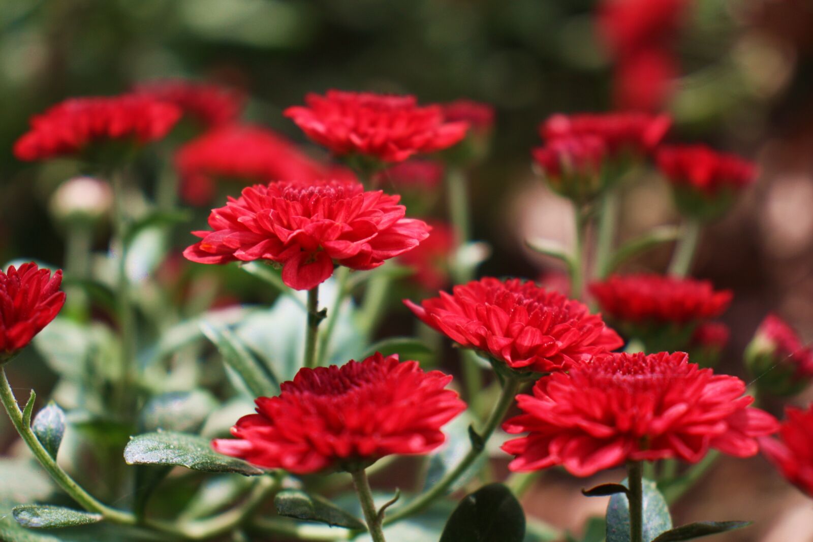 Canon EOS 450D (EOS Rebel XSi / EOS Kiss X2) sample photo. Flower, red, flowers photography