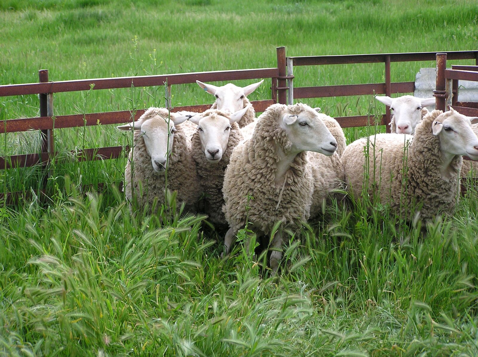 Olympus C750UZ sample photo. Sheep, animals, farm photography