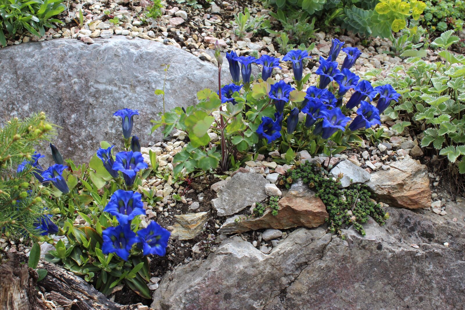 Canon EOS 600D (Rebel EOS T3i / EOS Kiss X5) sample photo. Gentian, nature, summer photography