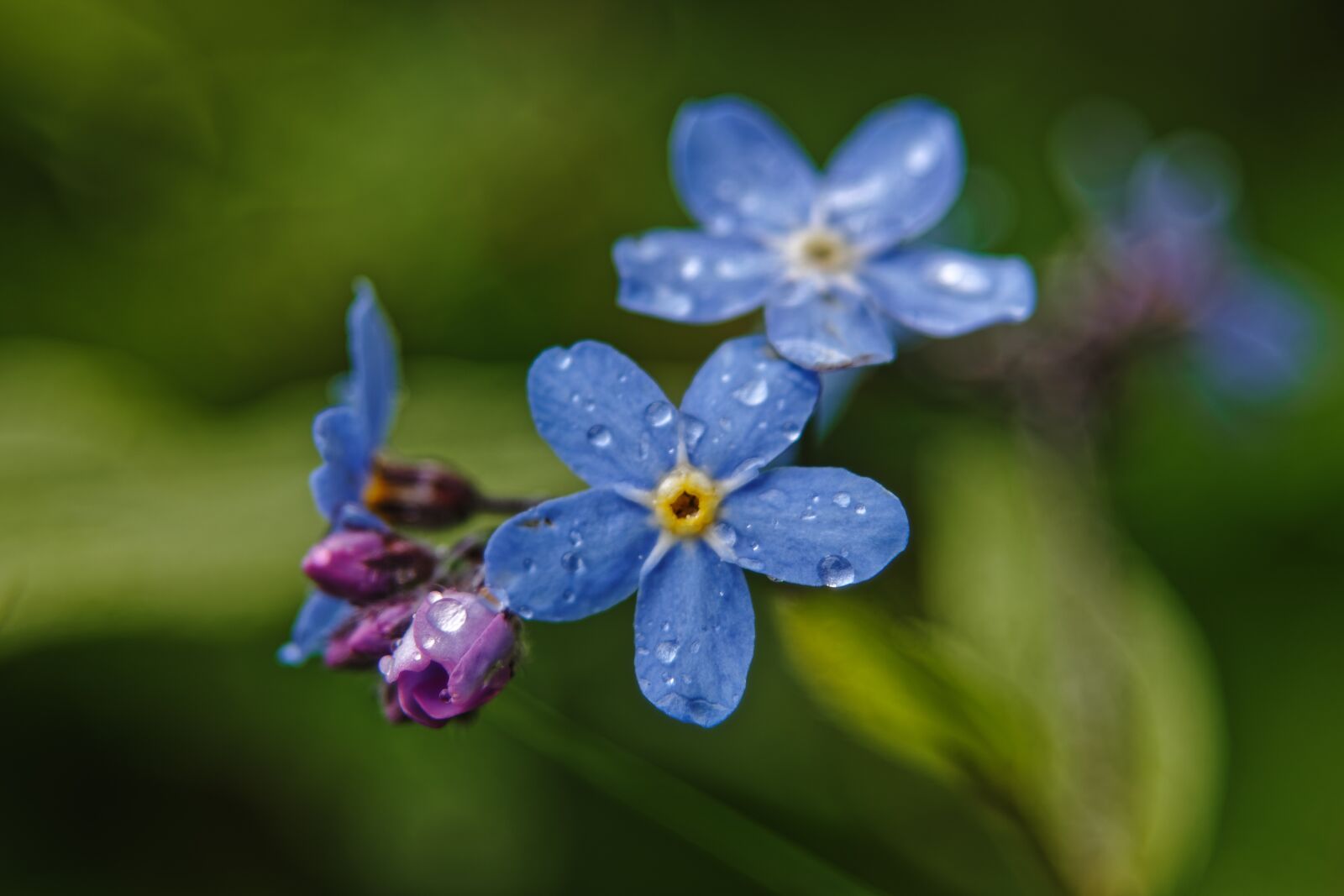 Canon EOS 500D (EOS Rebel T1i / EOS Kiss X3) sample photo. Morning, summer, forget-me-not photography