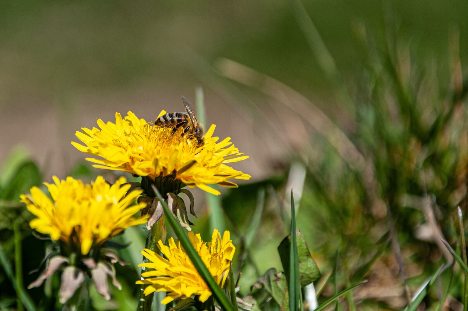 Nikon D90 sample photo. Yellow flower, bee, sunflower photography