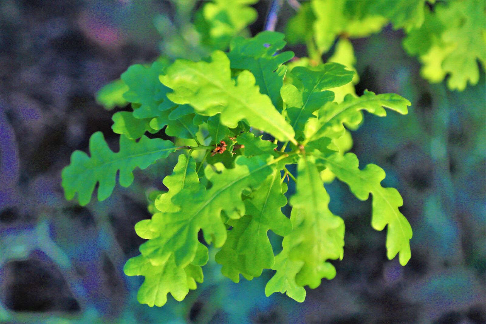 Canon EOS 5D Mark III sample photo. Leaves, nature, spring photography