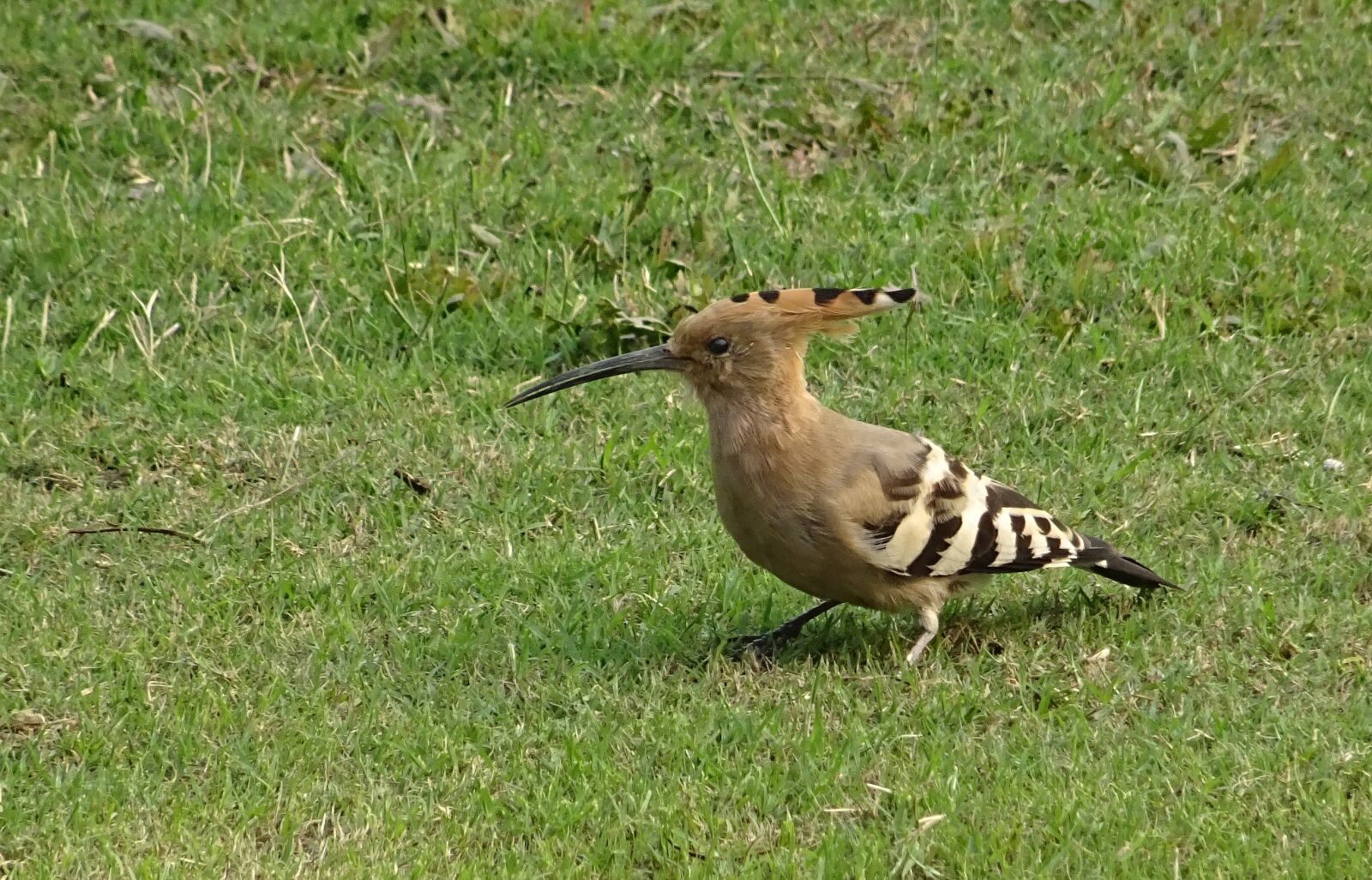 Sony DSC-HX60V sample photo. Bird, avian, hoopoe photography