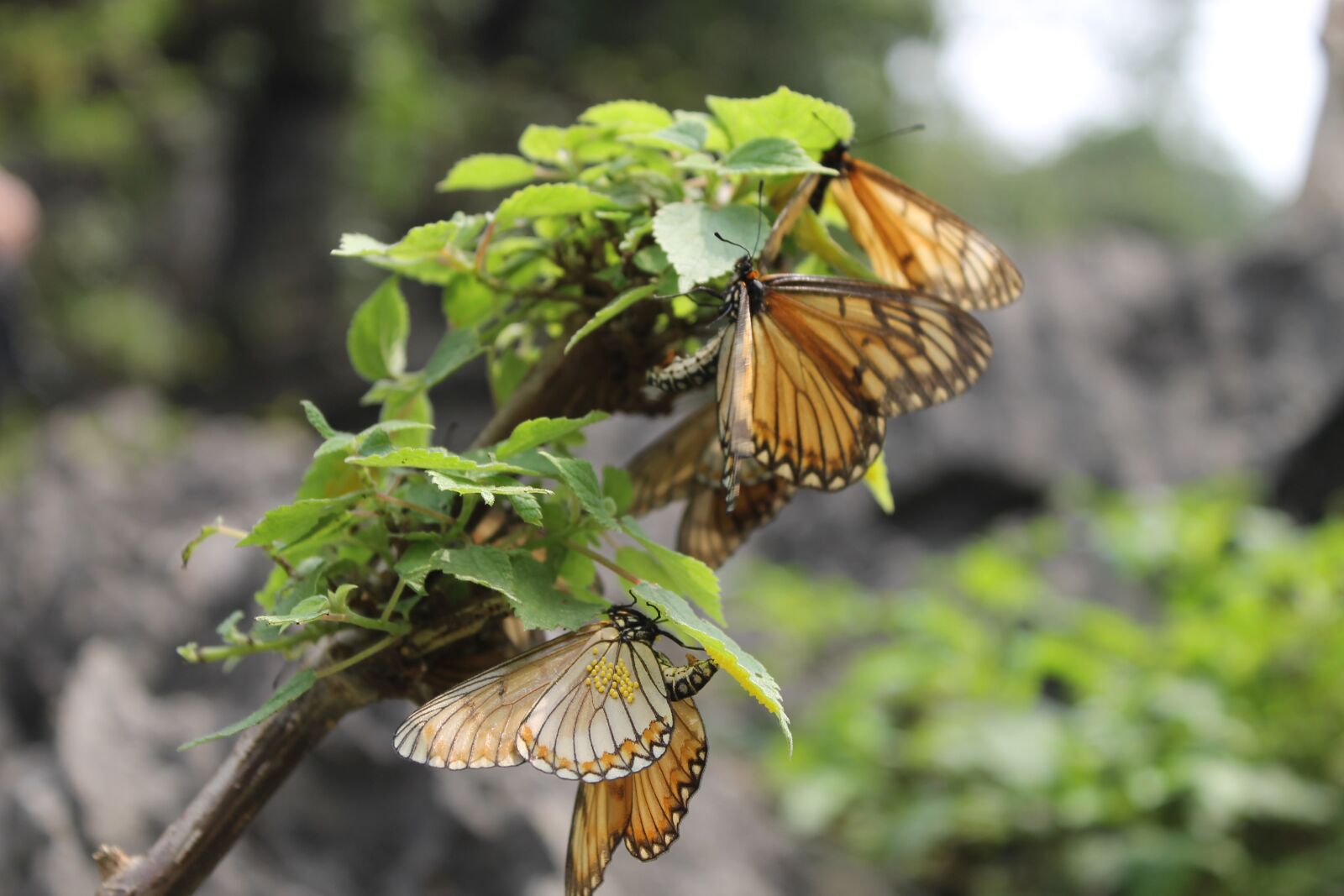 Canon EOS 1100D (EOS Rebel T3 / EOS Kiss X50) sample photo. Viet nam, butterfly, asia photography