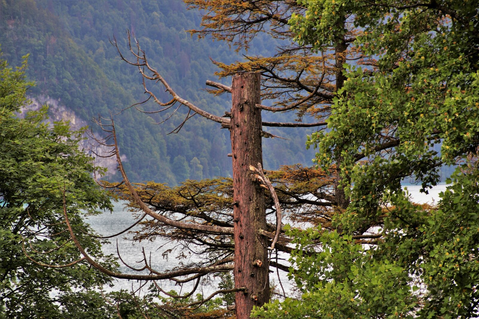 Canon EOS 80D sample photo. Alpine, landscape, tree photography