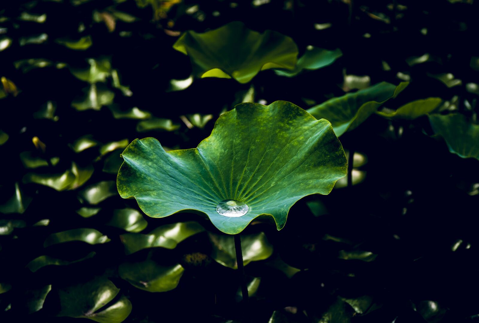 Canon EOS 6D Mark II sample photo. Lotus, leaf, water photography