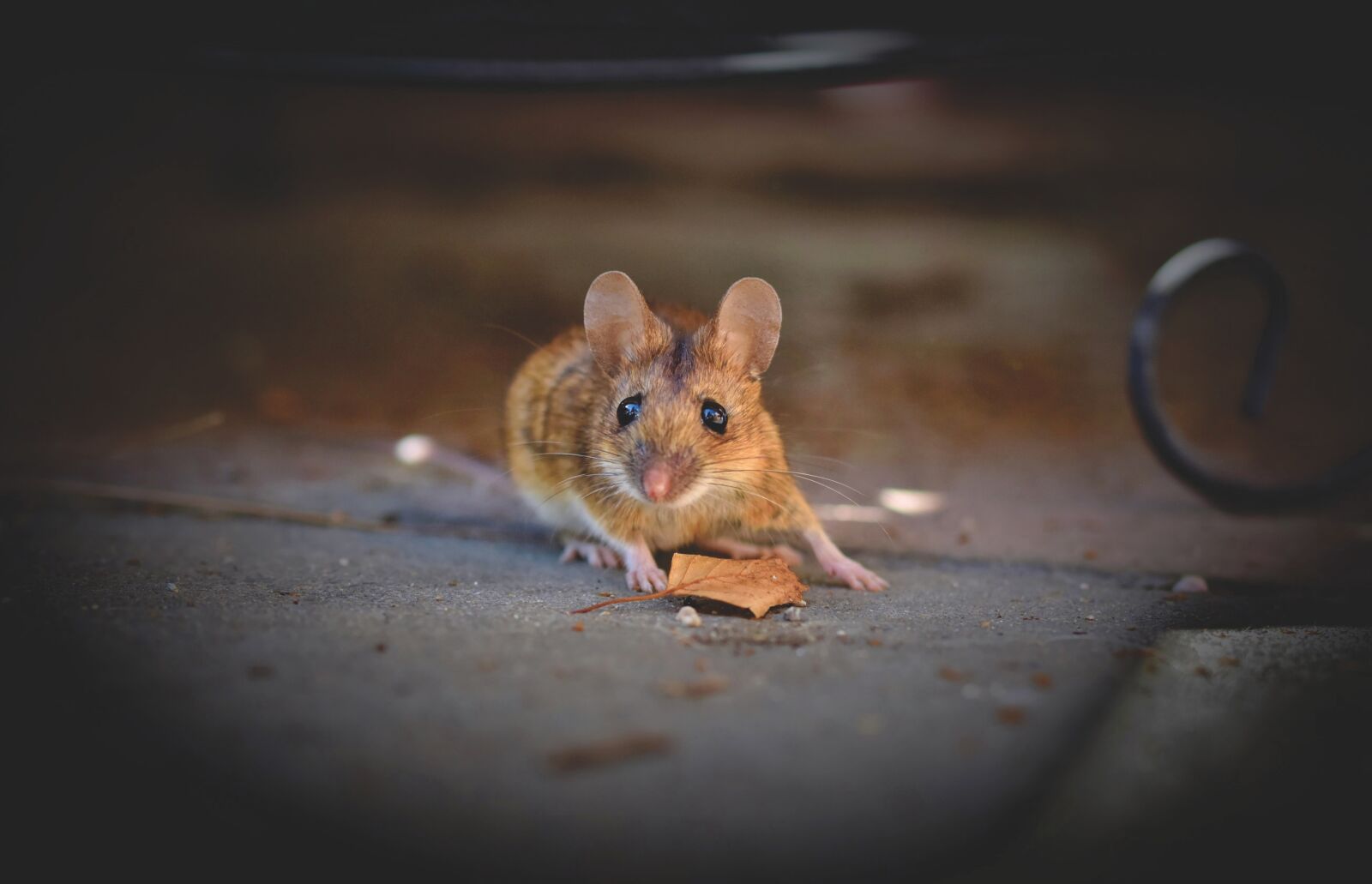 Nikon D7200 sample photo. House mouse, mouse, long photography