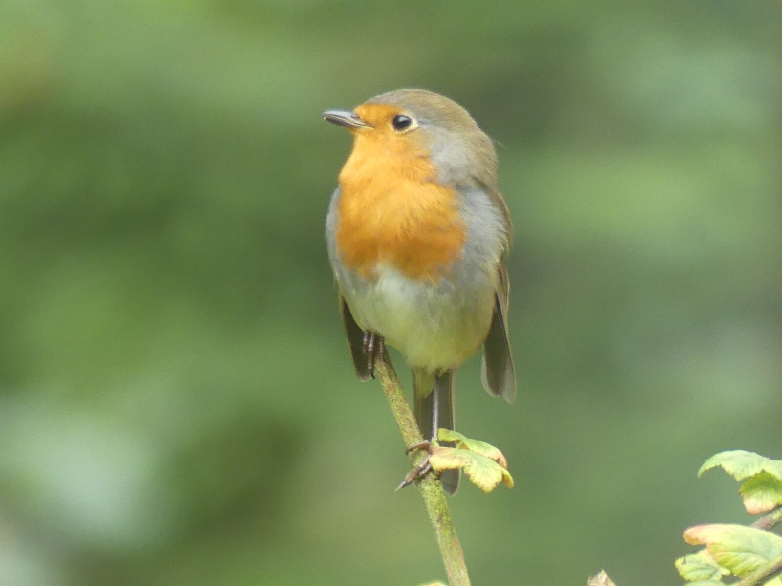 Panasonic Lumix DMC-FZ300 sample photo. Robin, bird, forest photography