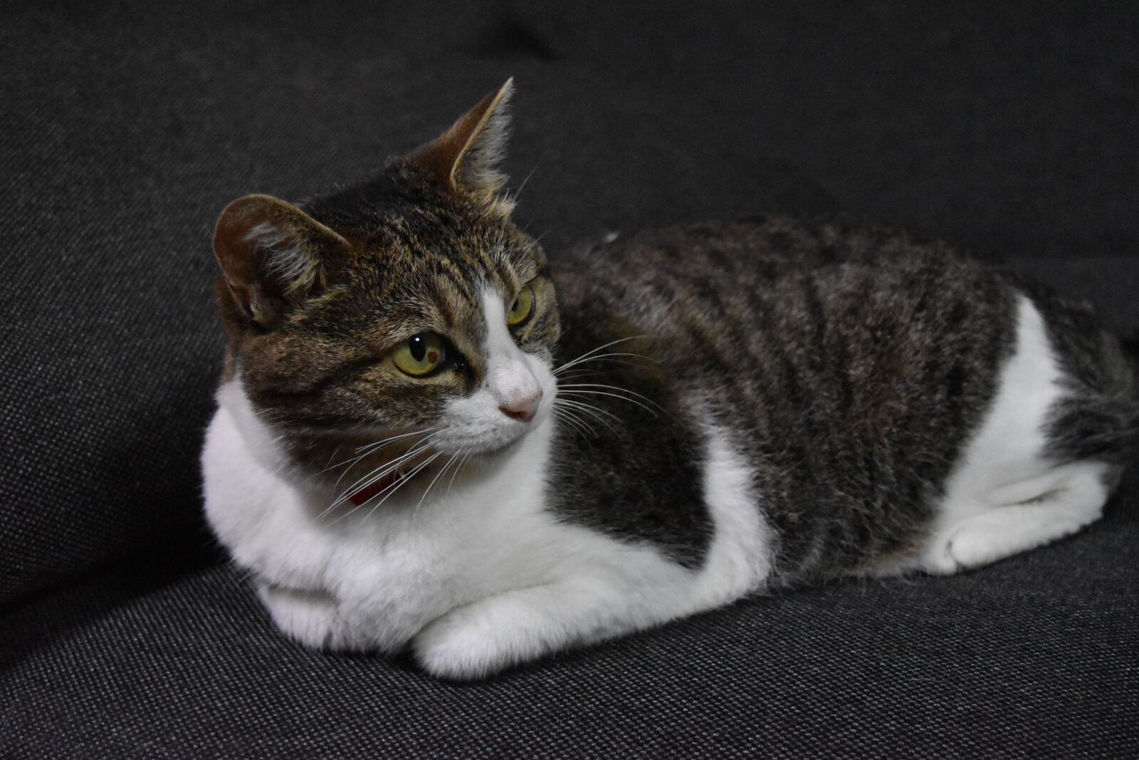 Nikon D5500 sample photo. Cat, calico, sit down photography